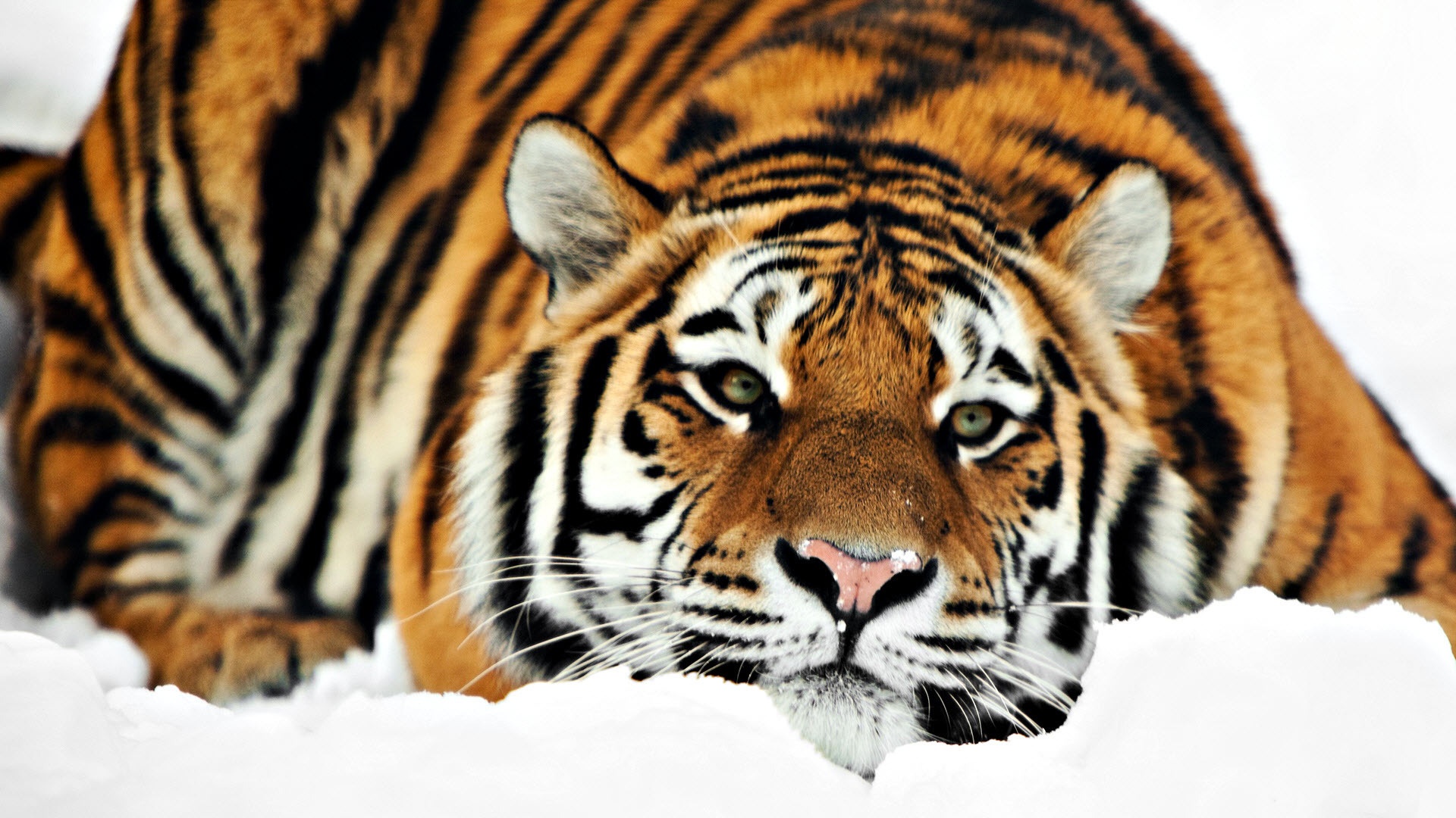 Amazing Siberian Tiger