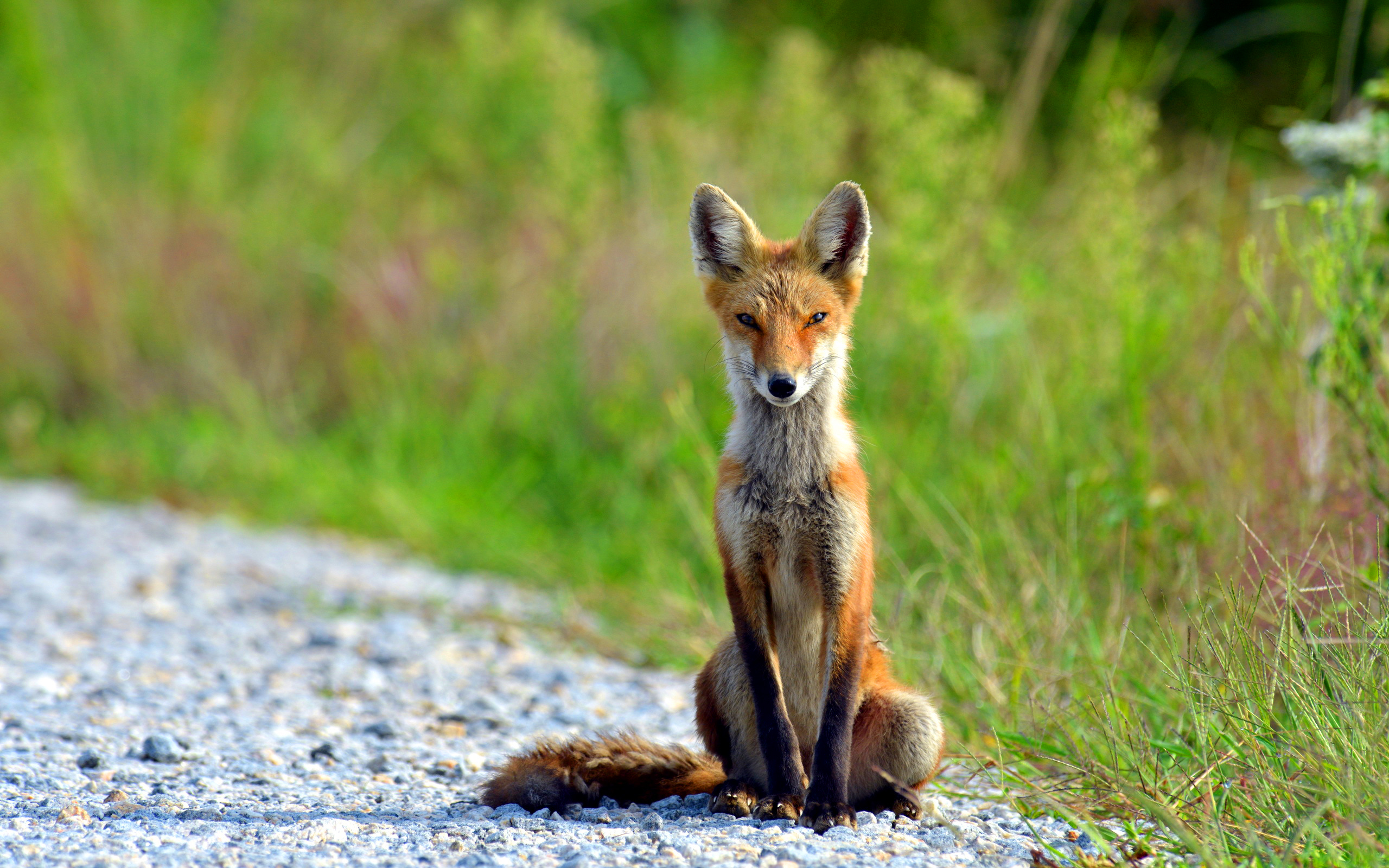 Sitting fox Wallpapers Pictures Photos Images. «