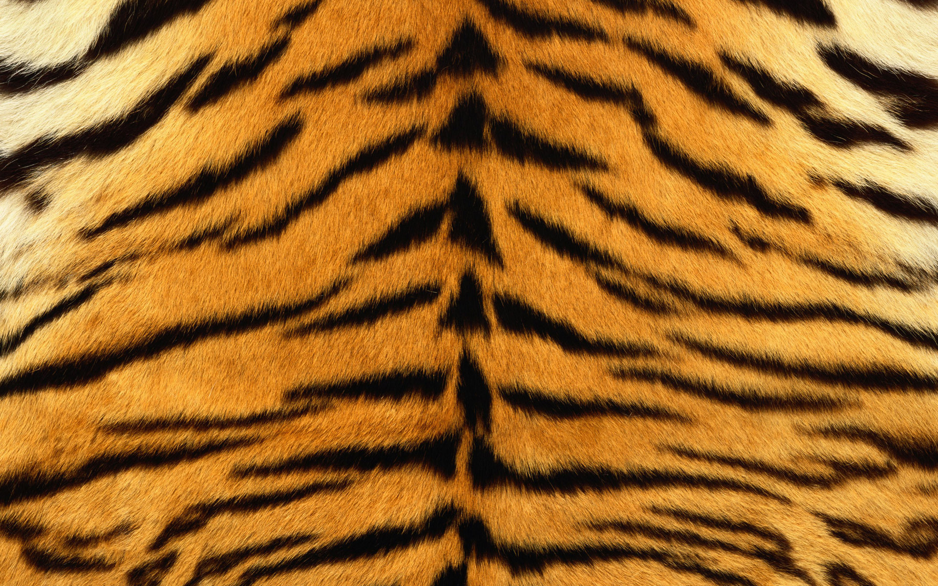 Seductive Fresh Imagery Tiger Skin Hd Wallpaper Background 1920x1200px