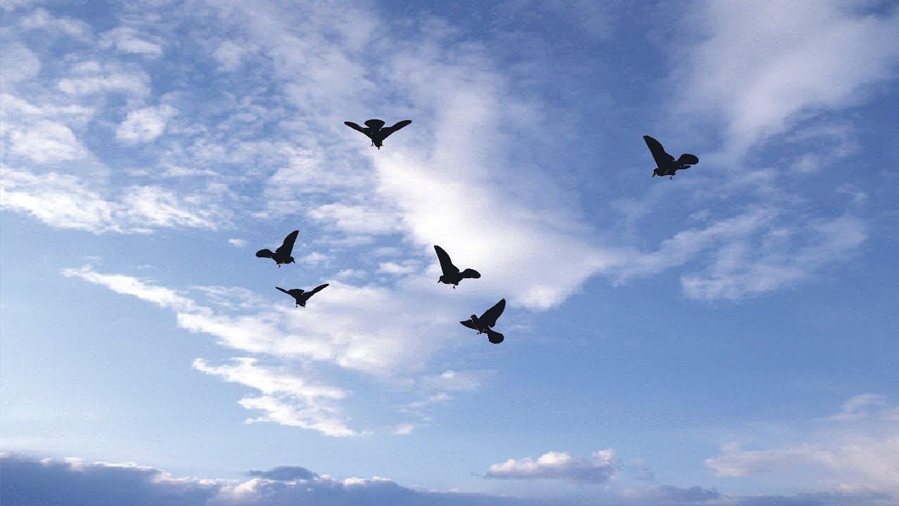 green screen effect - Flock of birds flying in the sky -