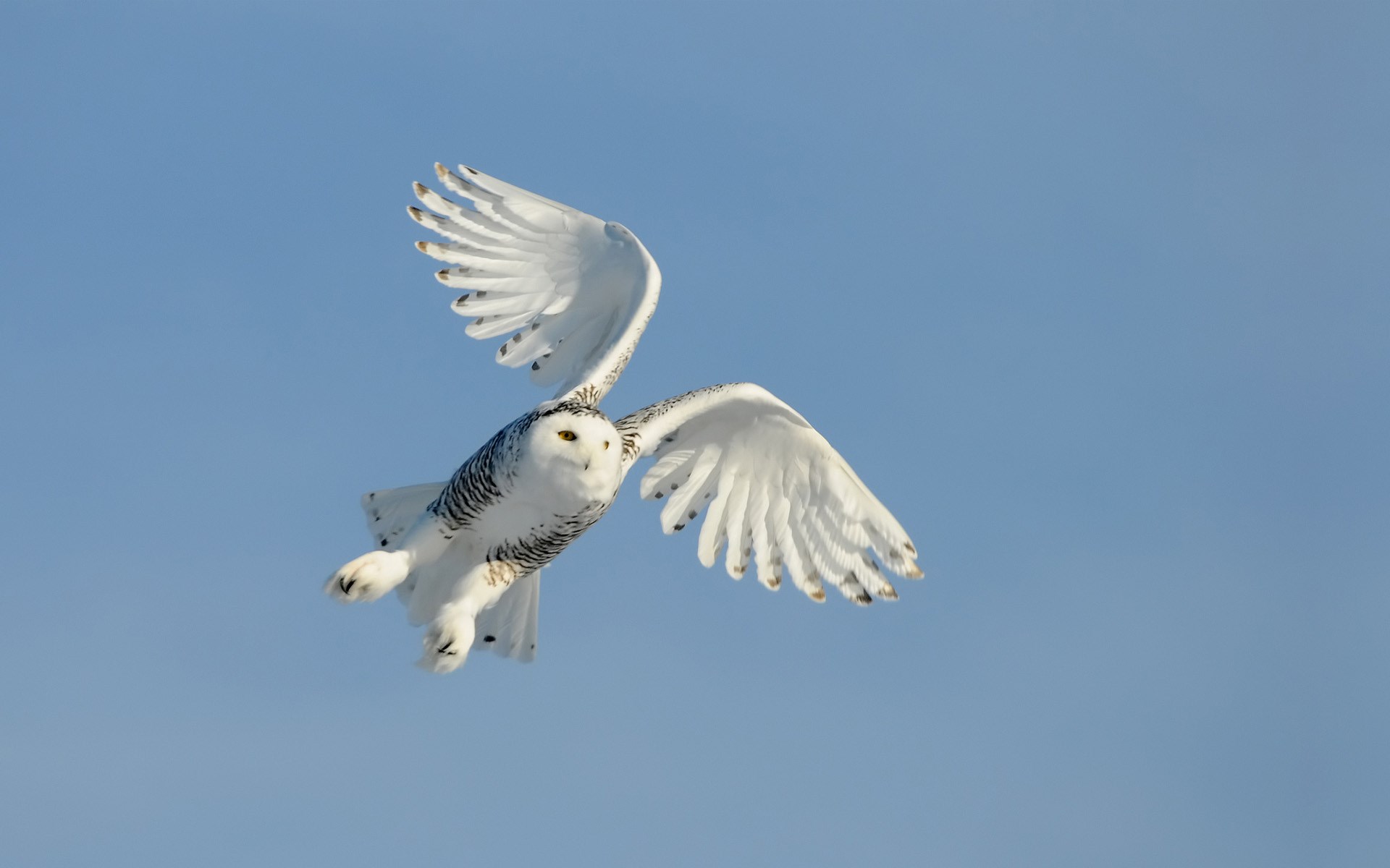 Bird Owl Flying Sky Wings