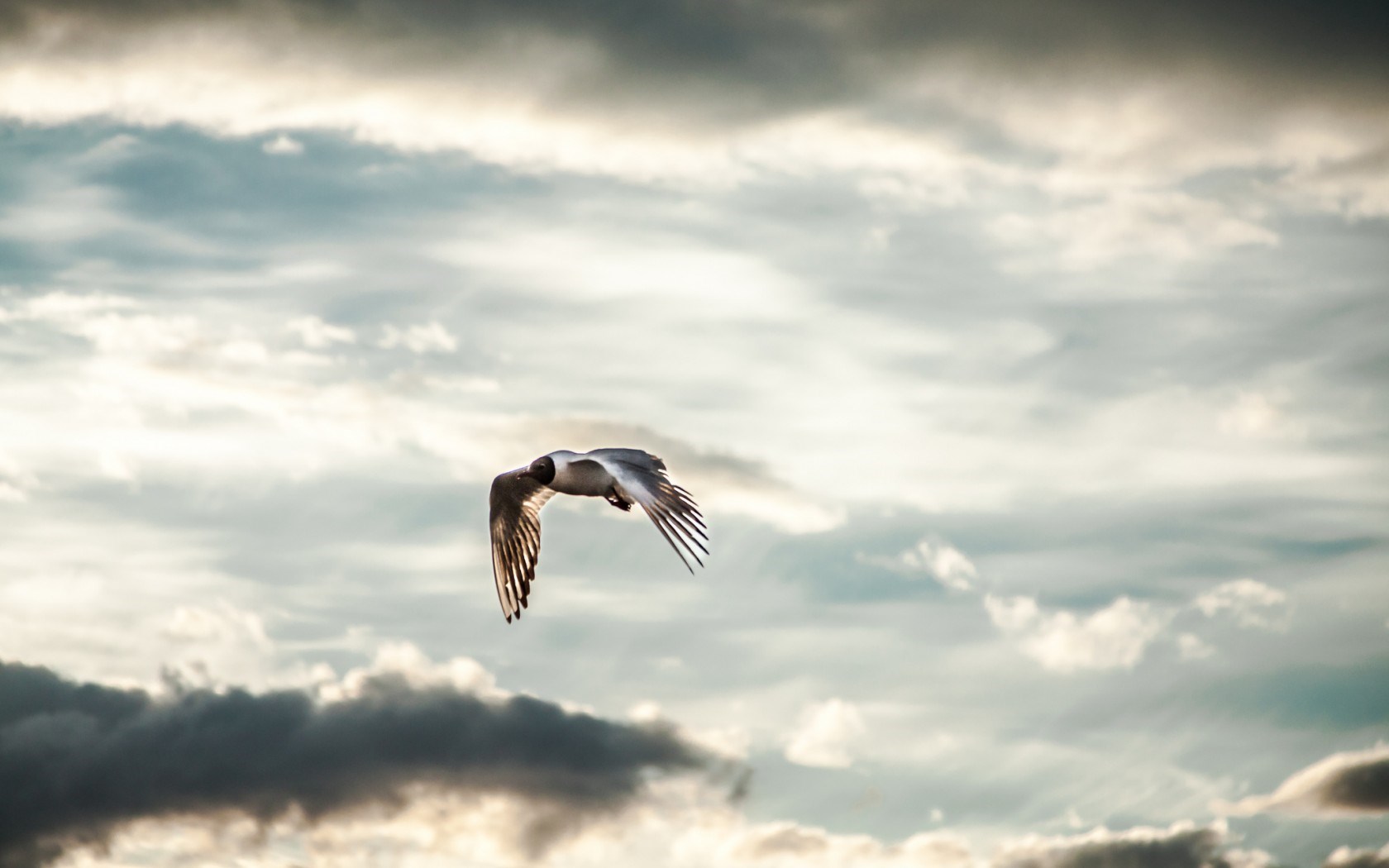 Sky Clouds Bird Seagull