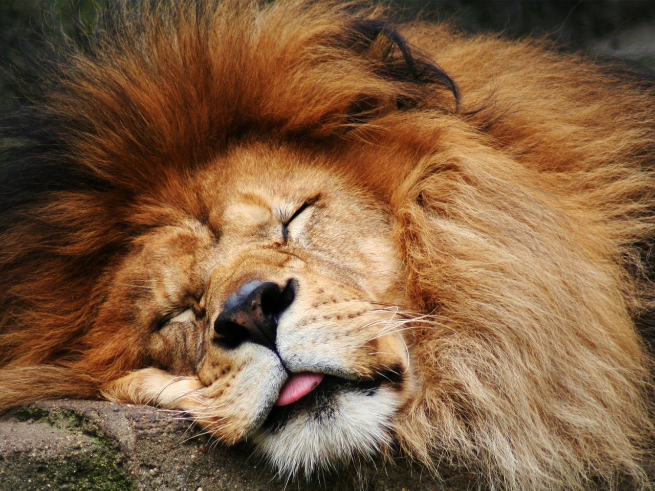 Goodnight lions!