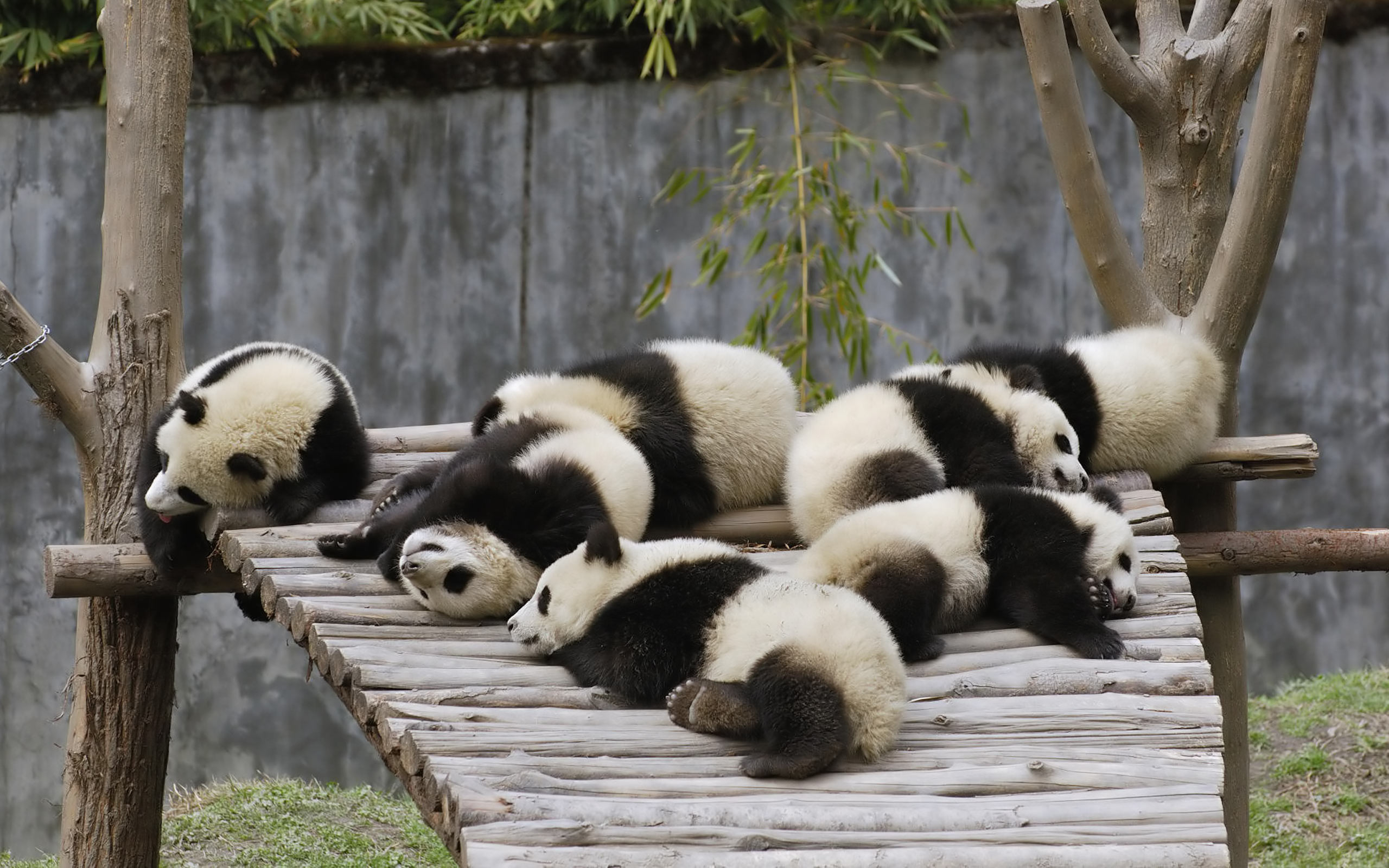 original wallpaper download: Sleeping pandas - 2560x1600