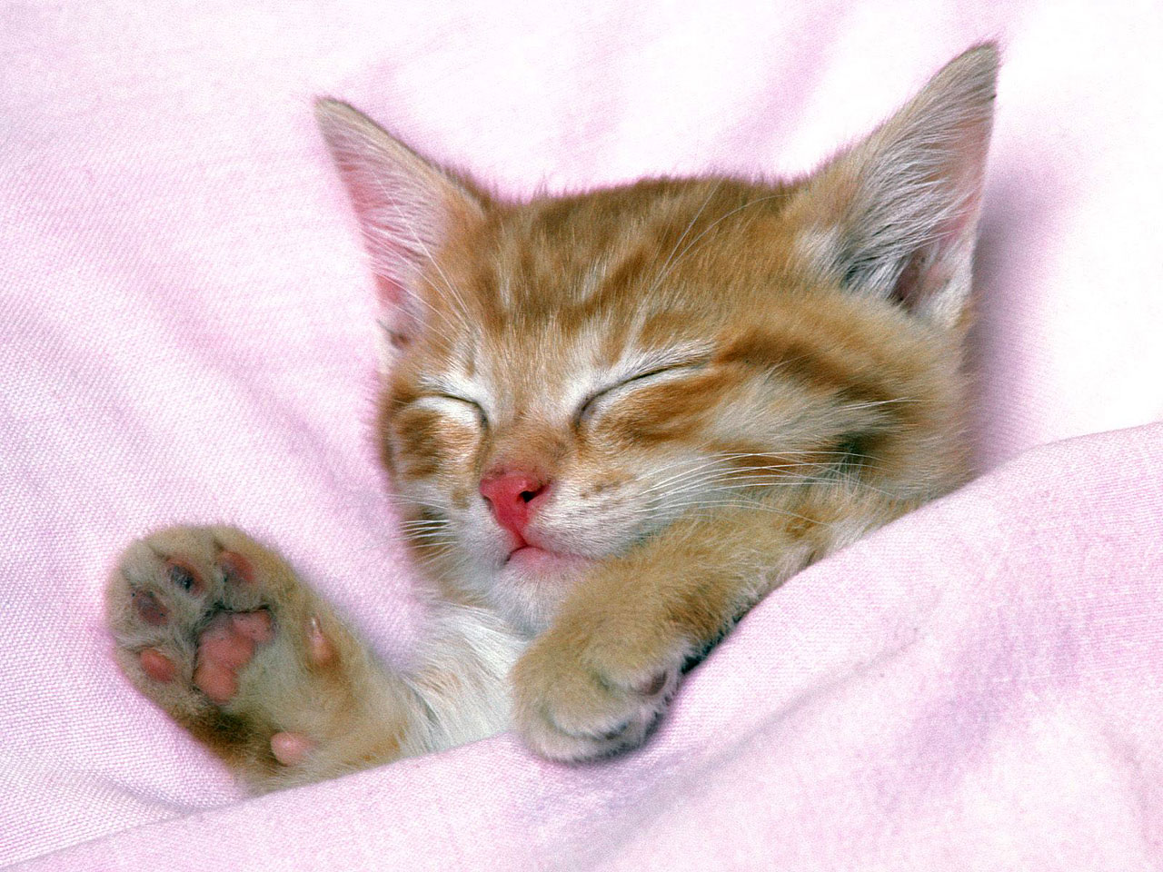 cute little cat · cute sleepy cat ...