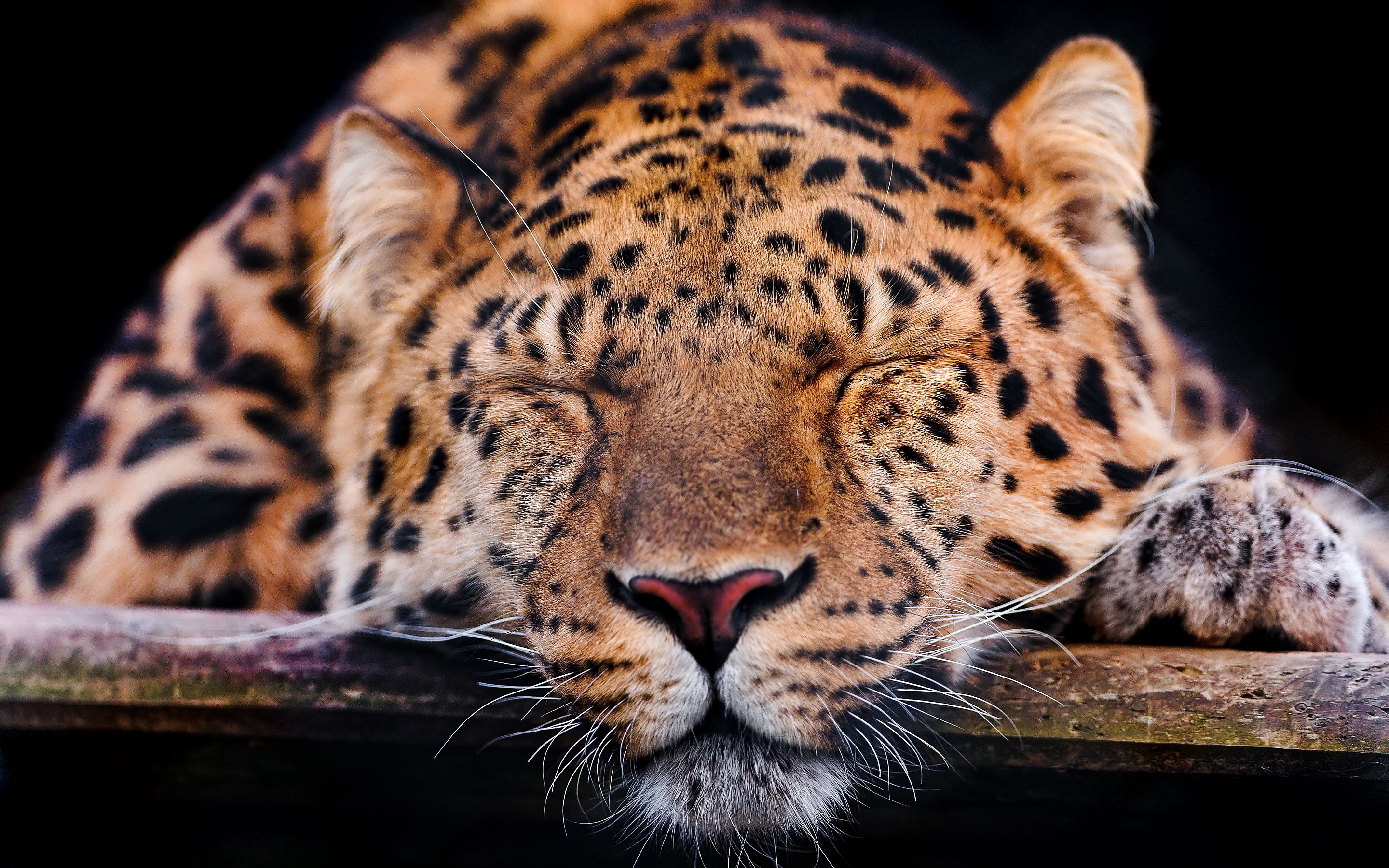 Sleepy leopard