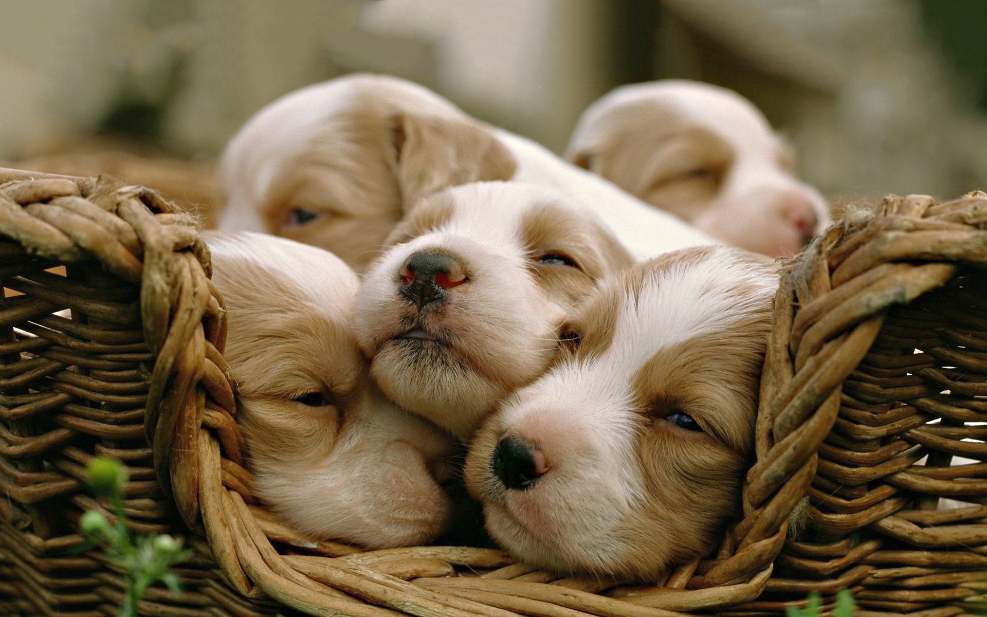 Puppies Sleeping In Living Room Alone