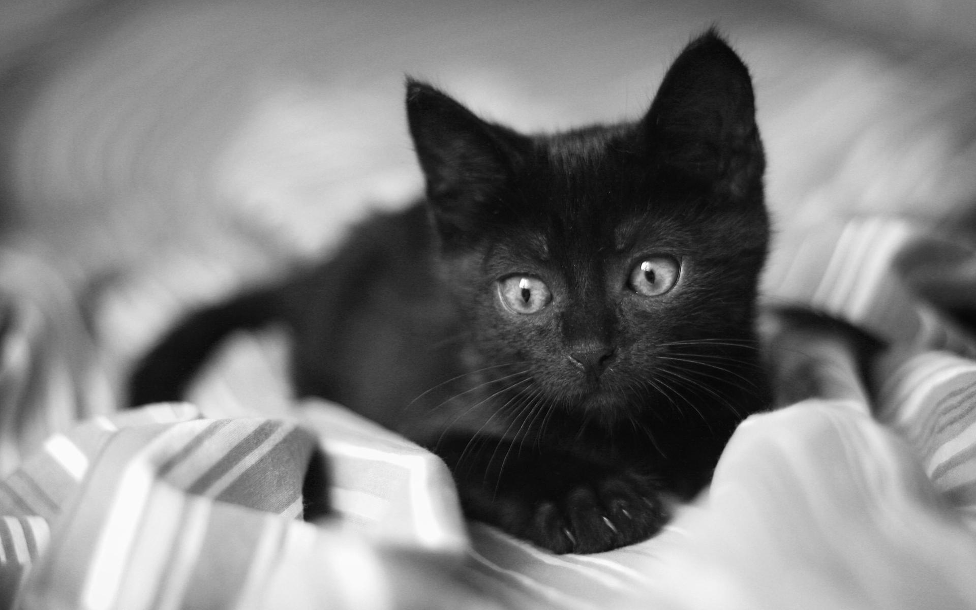 Small Black Cat