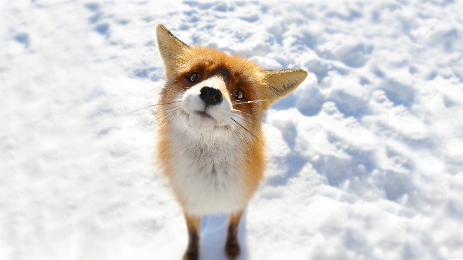 Small Fox in Snow