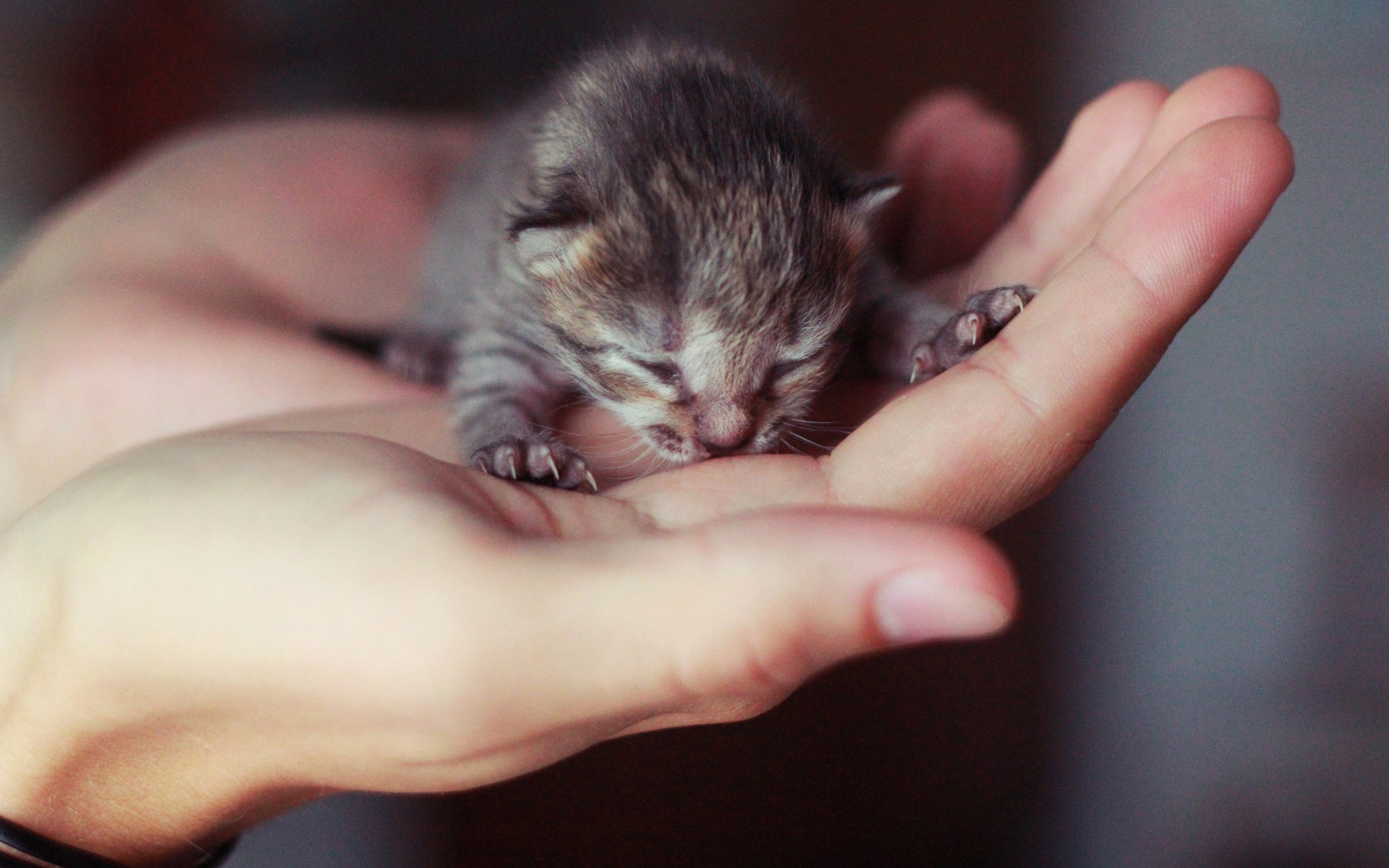 Small Kitten Hands