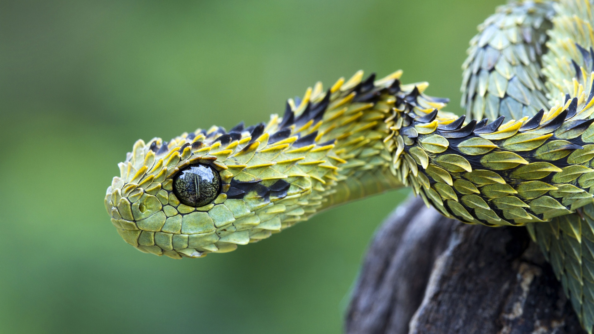 Aris Hispida Viper Poisonous Snake