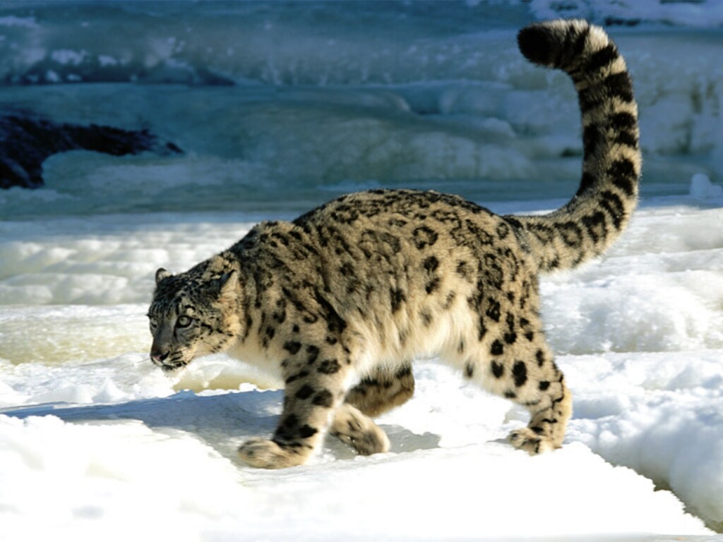 Snow leopard tails are beautiful.
