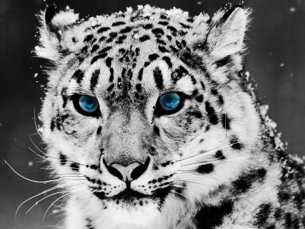 Snow leopards inhabit alpine and subalpine zones at elevations from 3,000 to 4,500 m (9,800 to 14,800 ft). In the northern range countries, they also occur ...