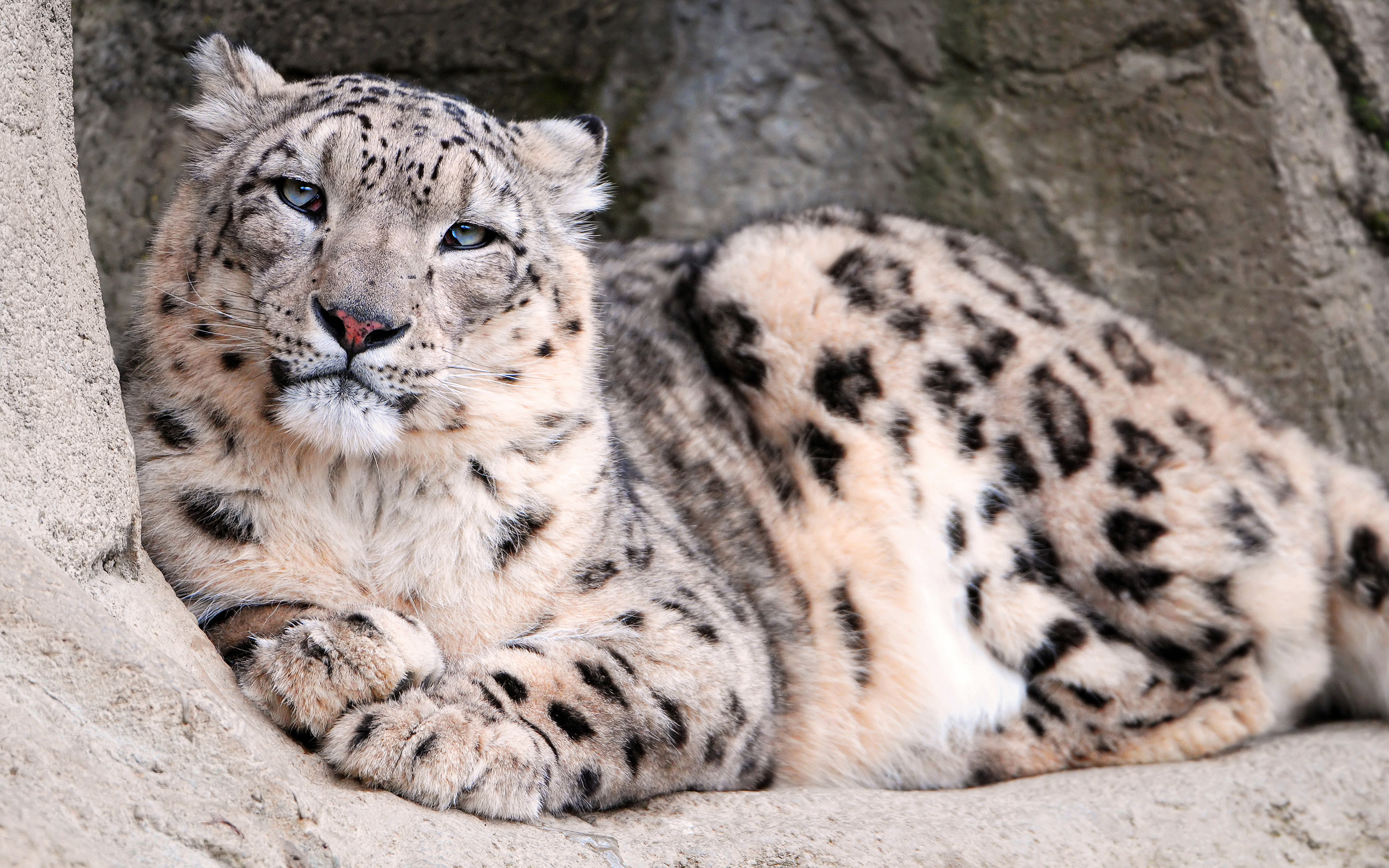 Snow Leopard Zoo