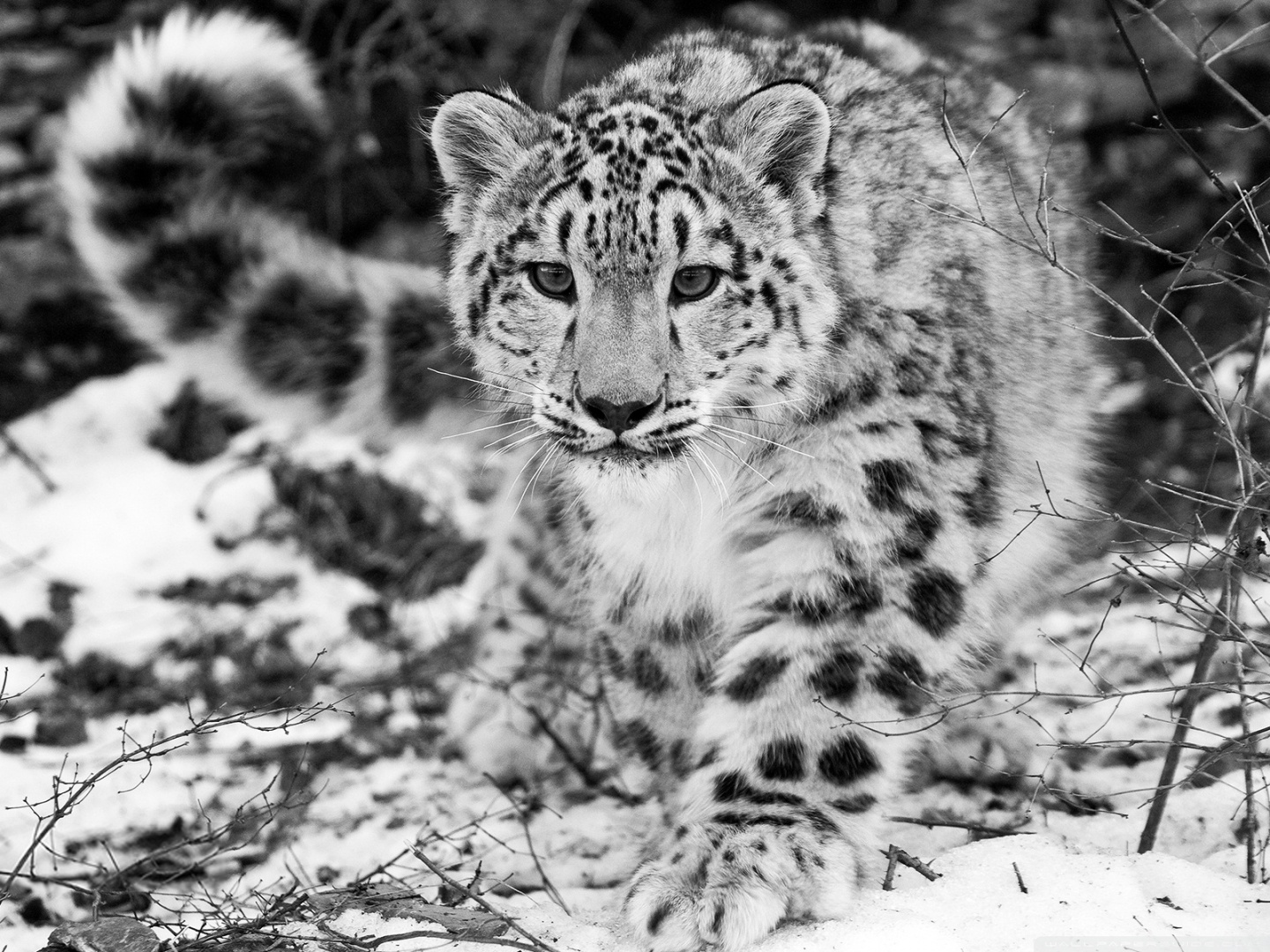 Snowshoes for Snow Leopards