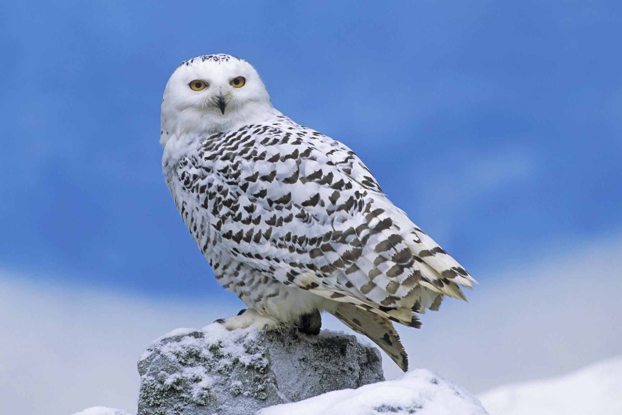 Burrowing Owl »