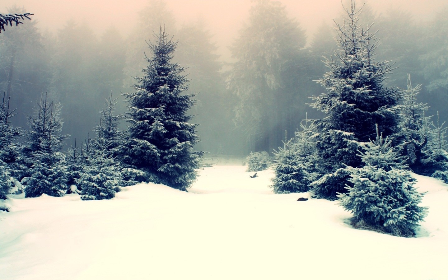 Snow Pine Pictures