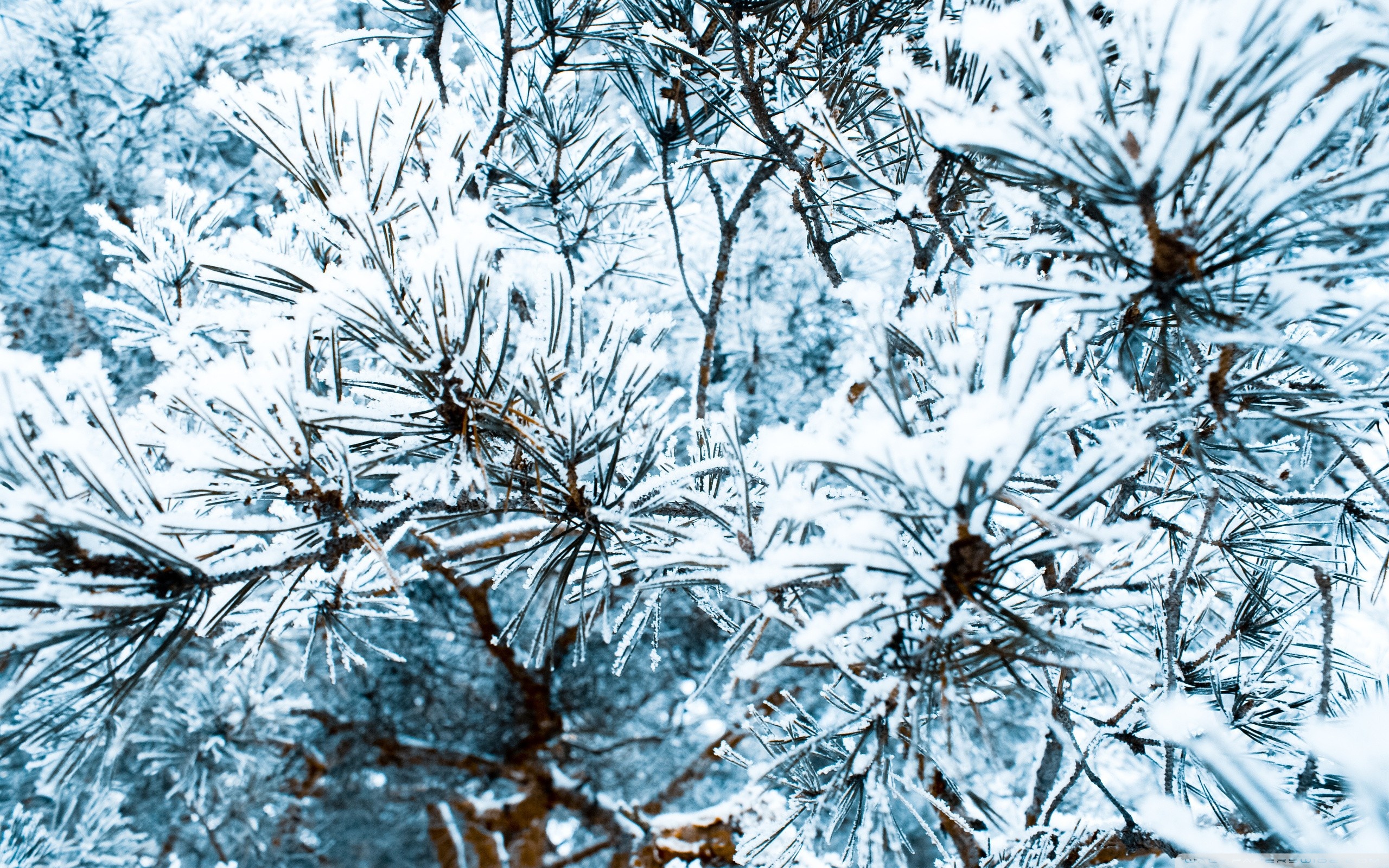 Snow Pine Wallpaper
