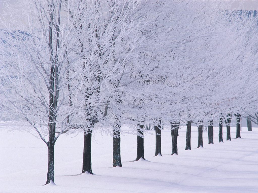 ... snow-wallpapers-snow-winter-trees-wallpaper-33998 winter_GA192 winter_trees_snow