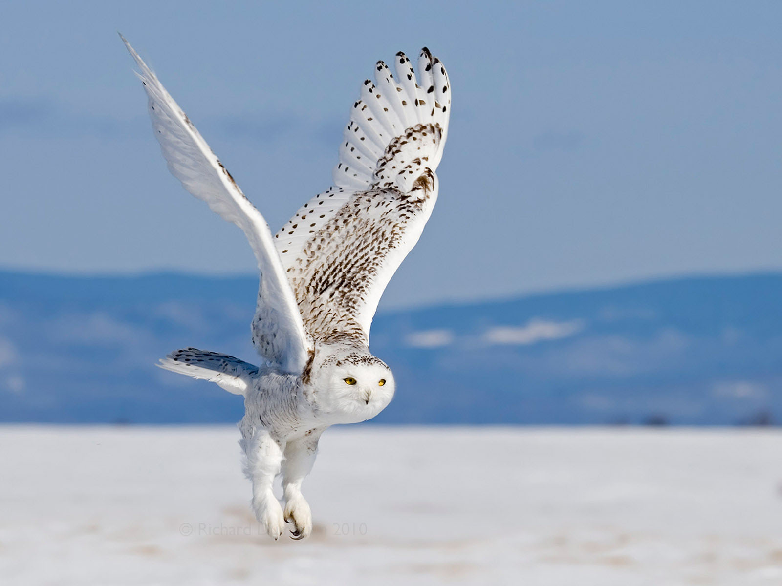 Snowy Owl Flying Wallpaper