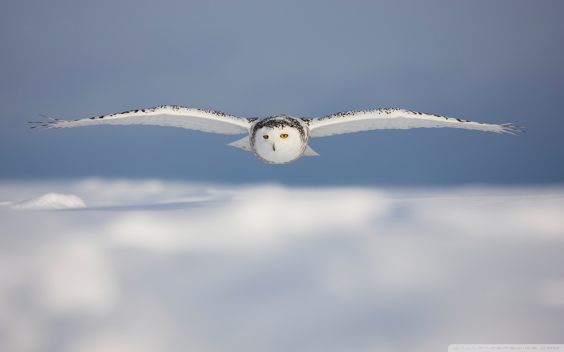 Owl snowy white wallpaper.