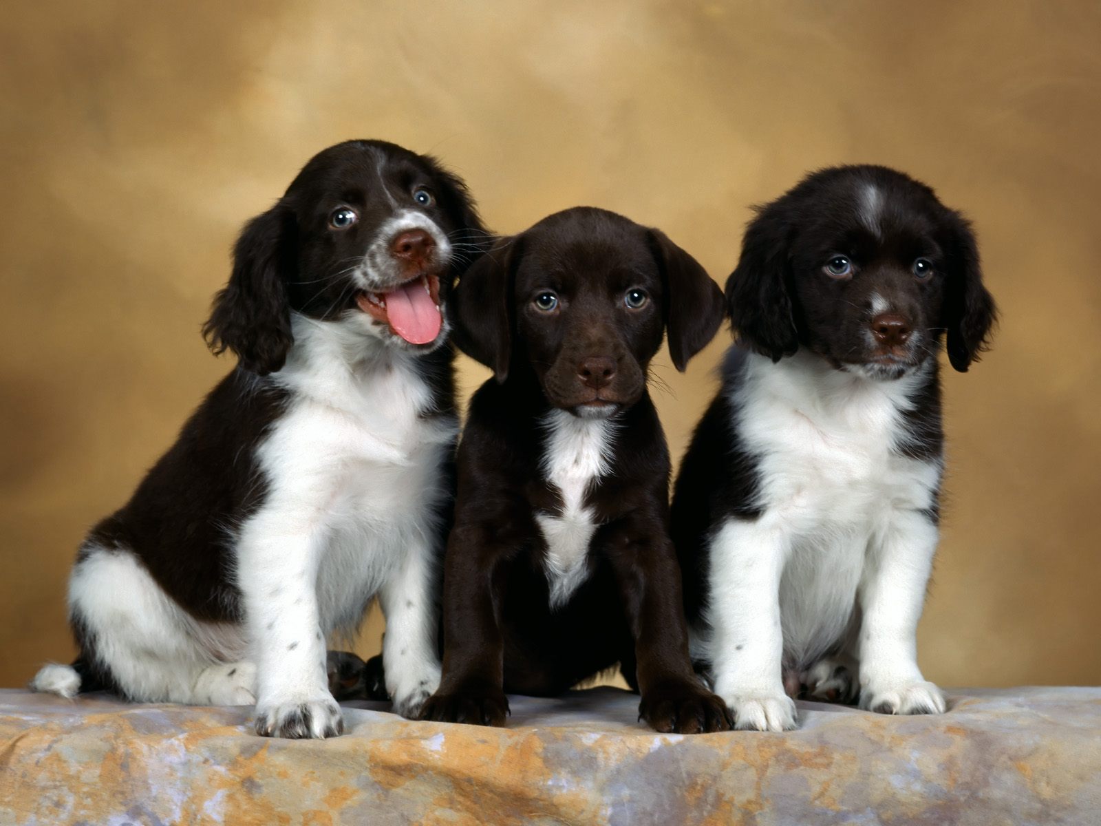 Add photos Three English Springer Spaniel puppies in your blog: