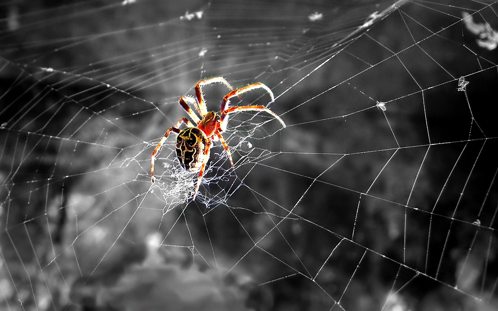 Desktop Wallpaper · Gallery · Animals Striped Lynx Spider