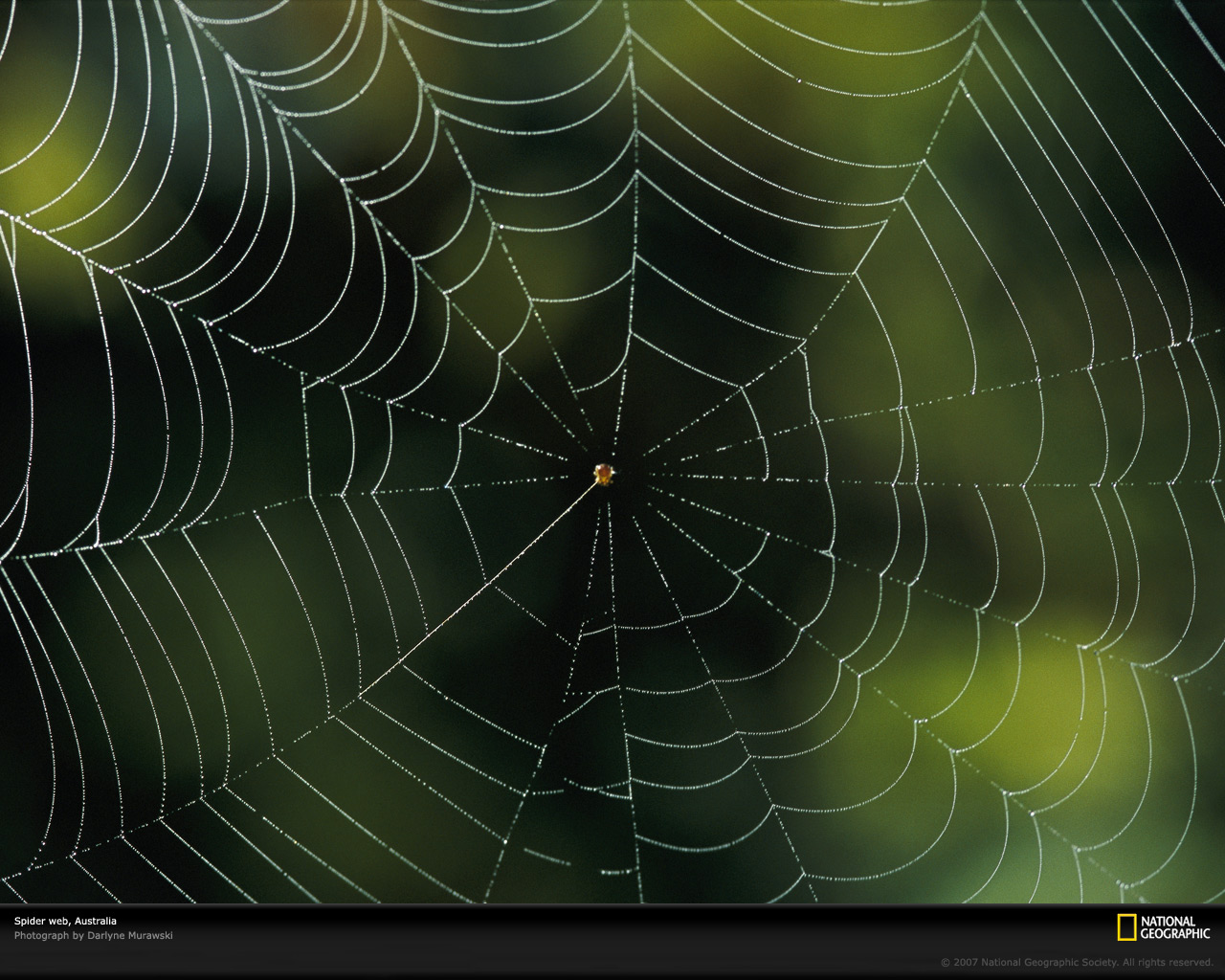 ... Spider Web Photo, Spider Web Wallpaper, Download, Photos .