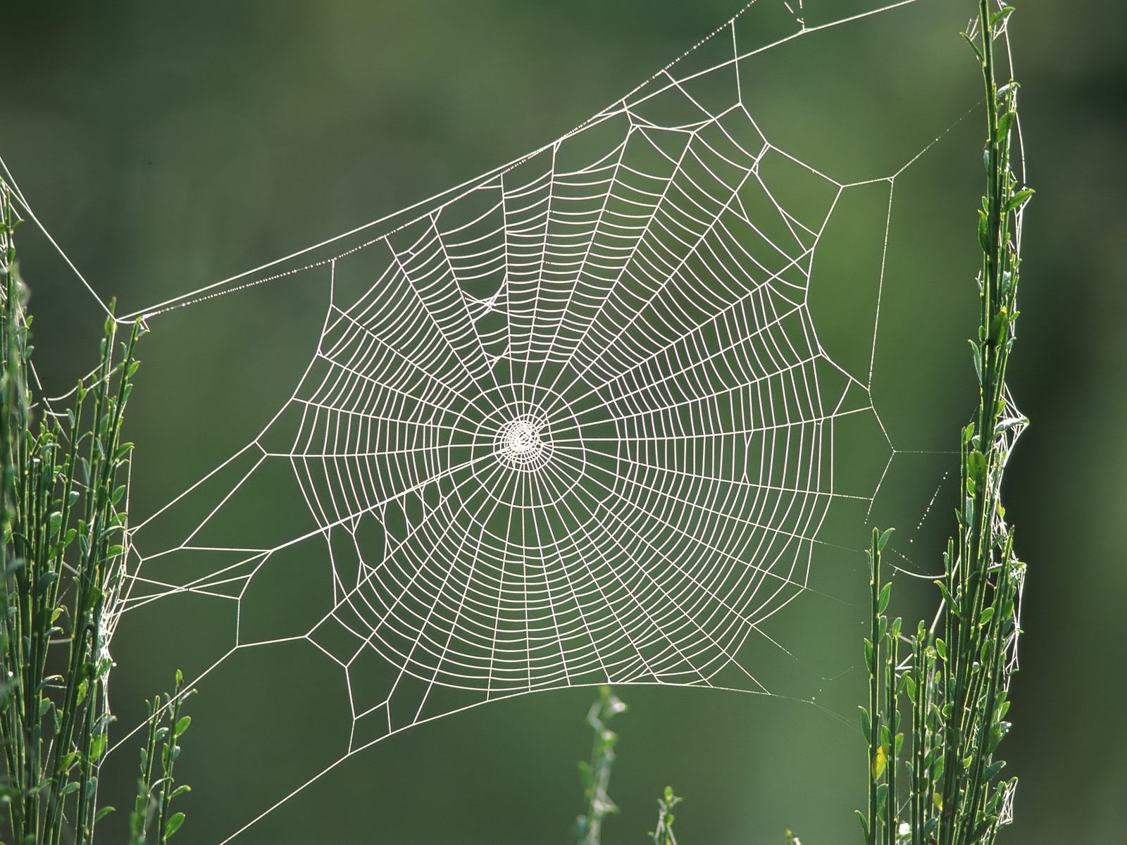 Spider Web Pictures