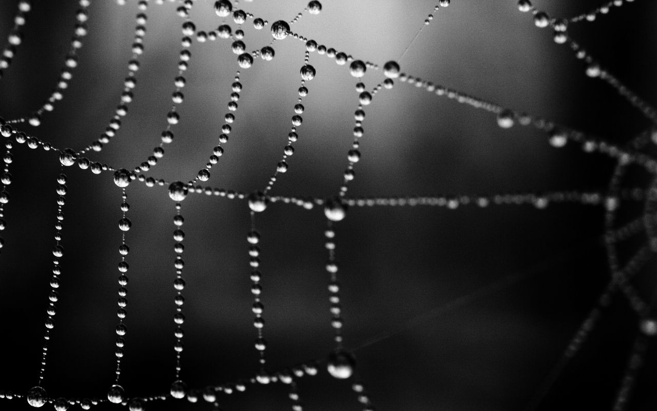 Related Post "Macro Spider Web Background Wallpaper"