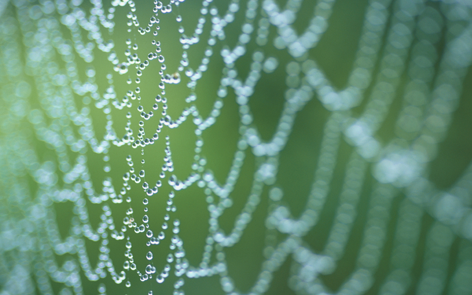 ... Spider Web Wallpaper ...