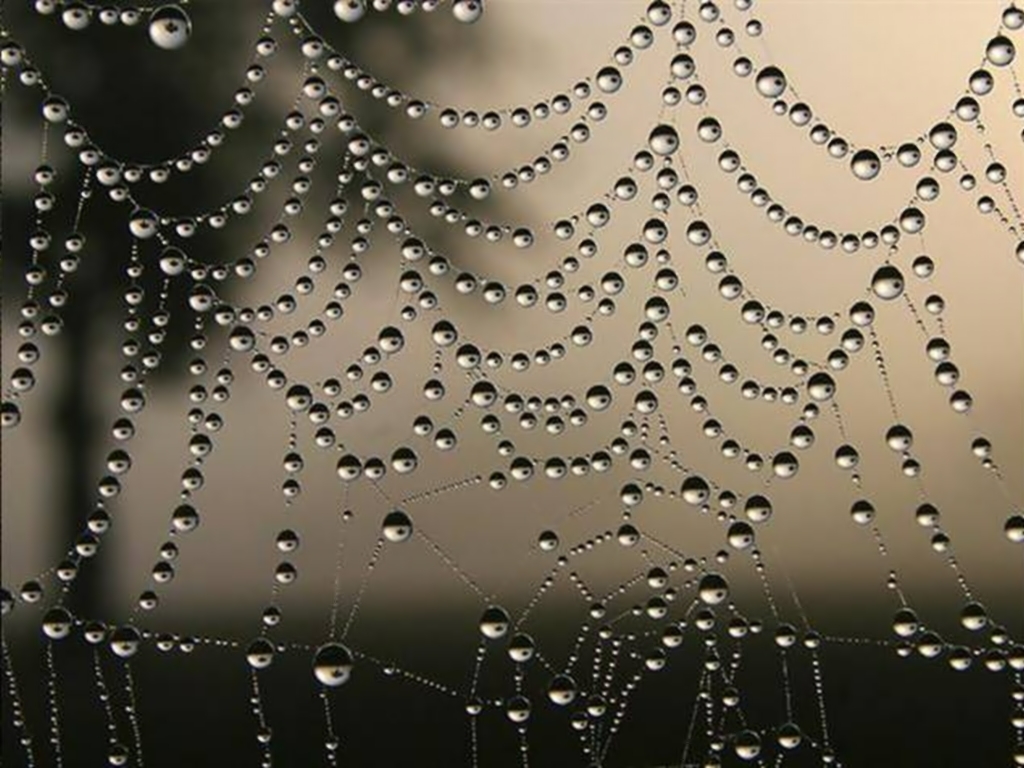 Spiders Web Wallpaper