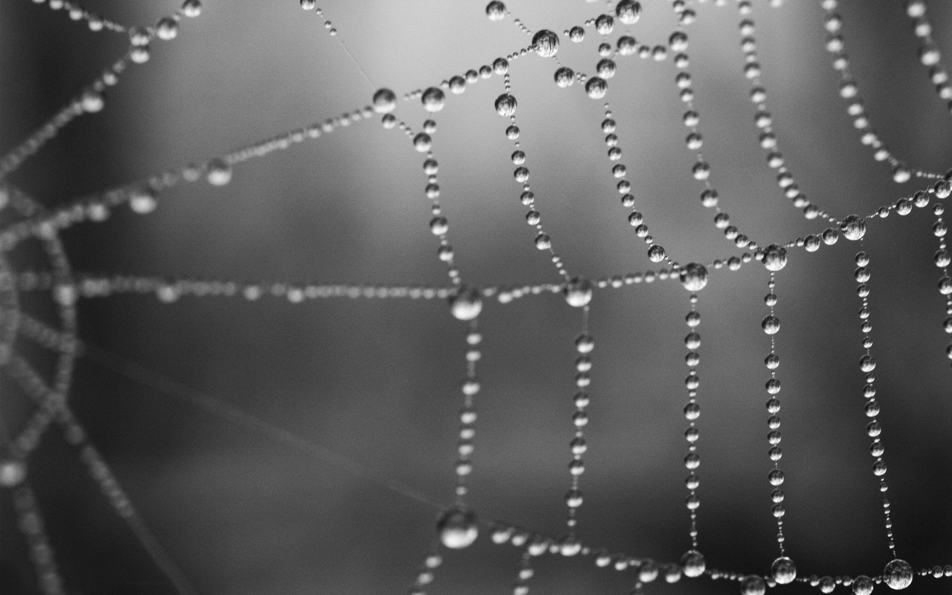 Wet spider web wallpaper