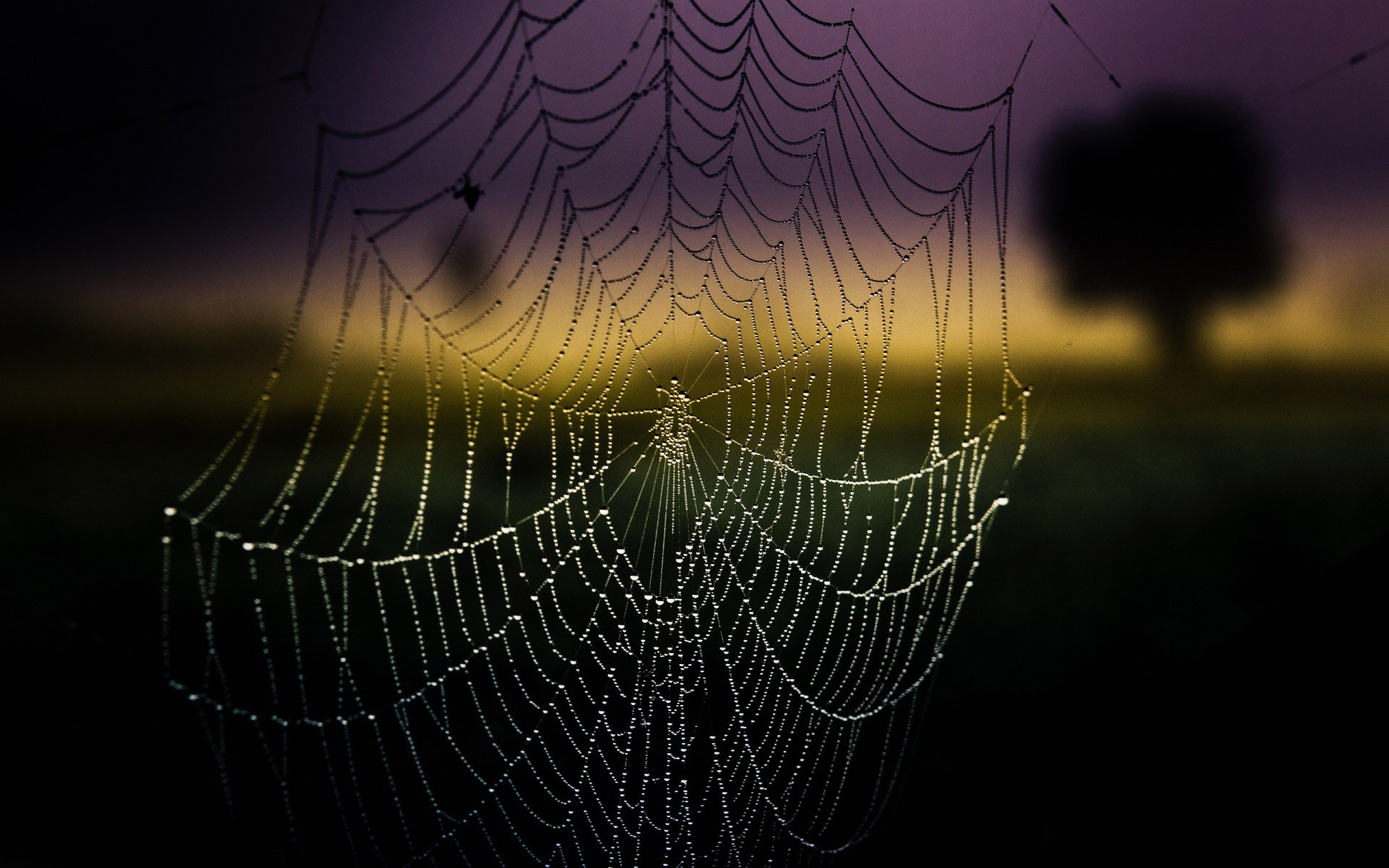 Amazing Spider Web Wallpaper