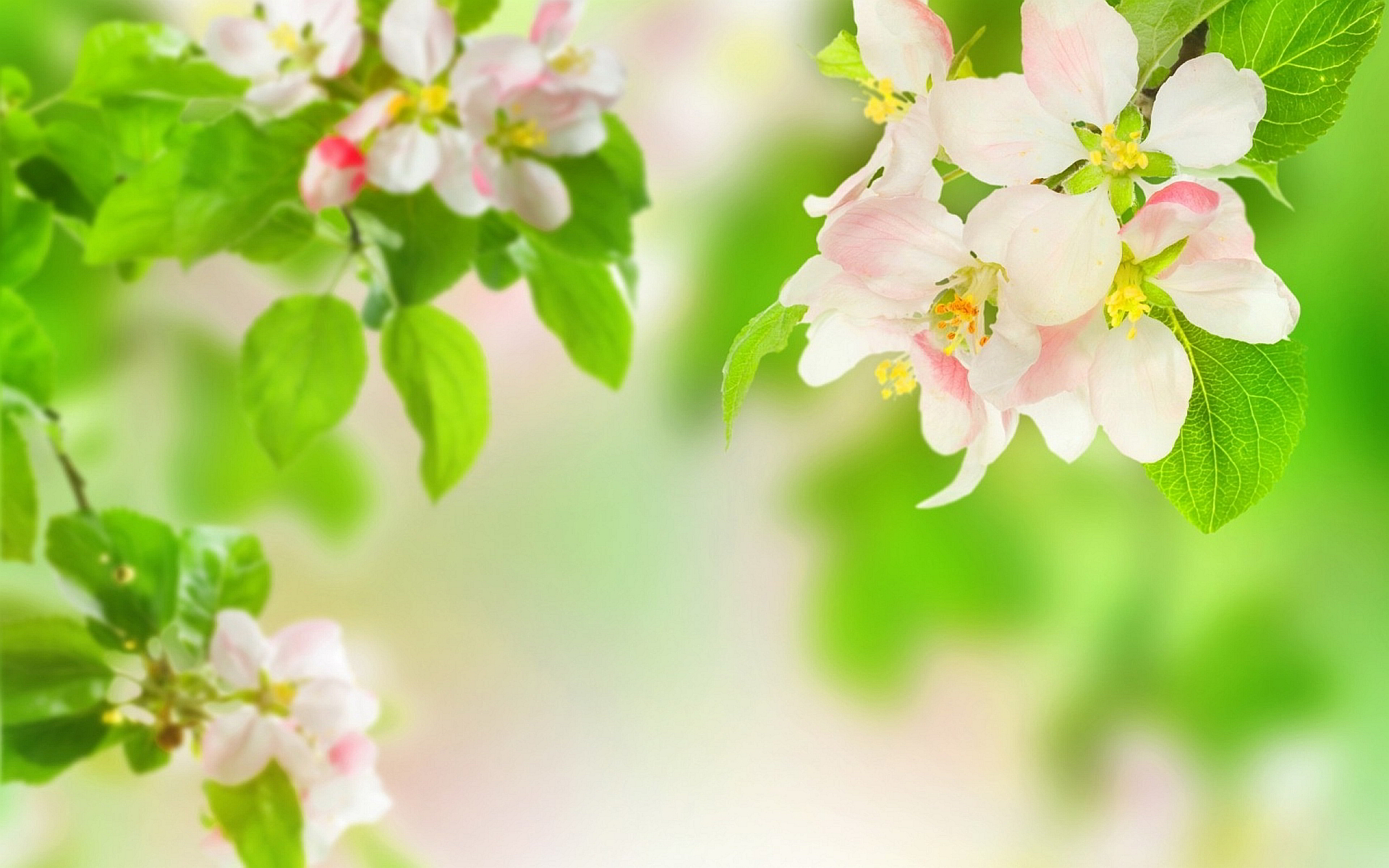 Apple Blossom Wallpaper For Desktop