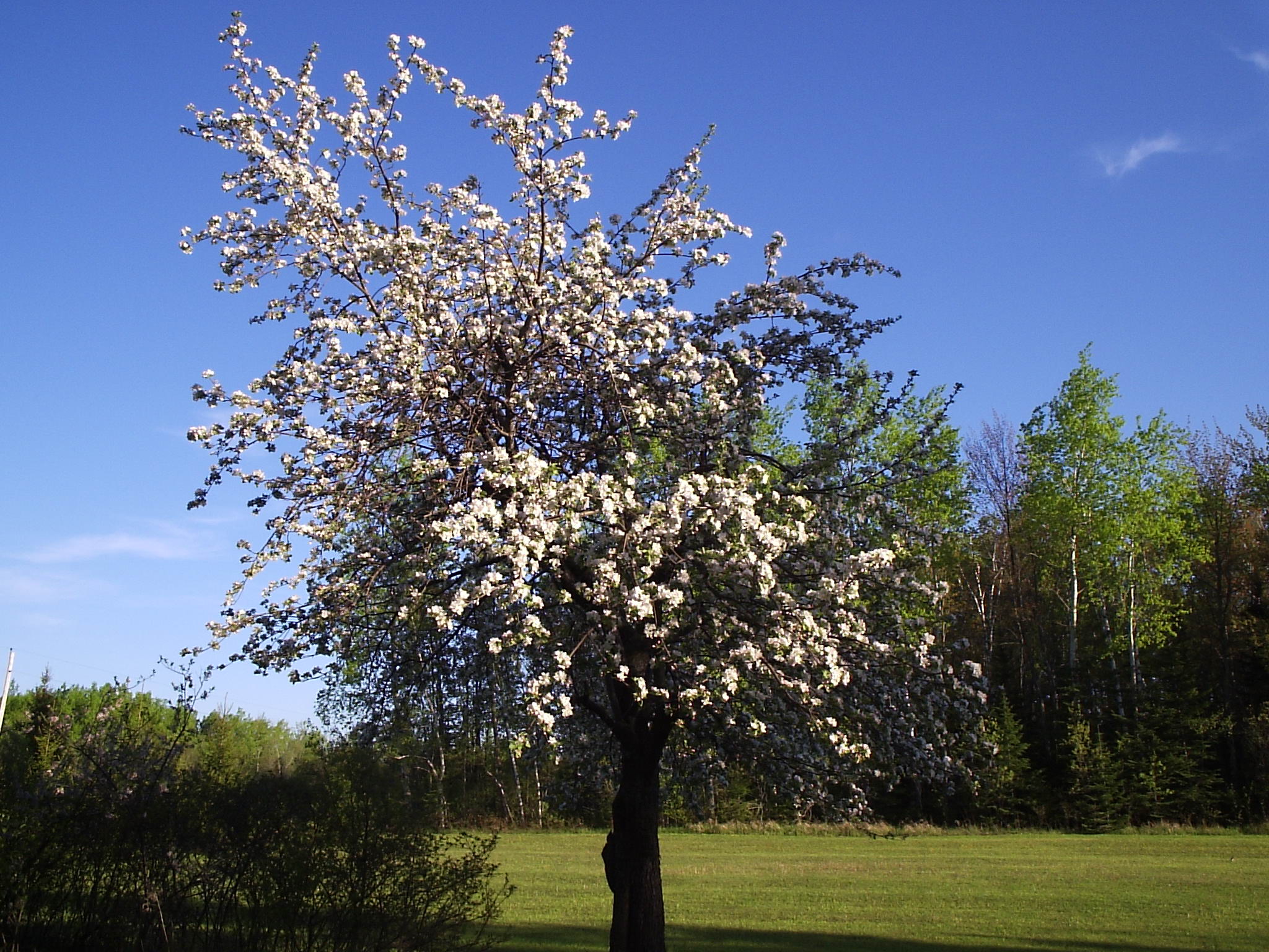 ... Apple Tree in Spring Two by Nerojin