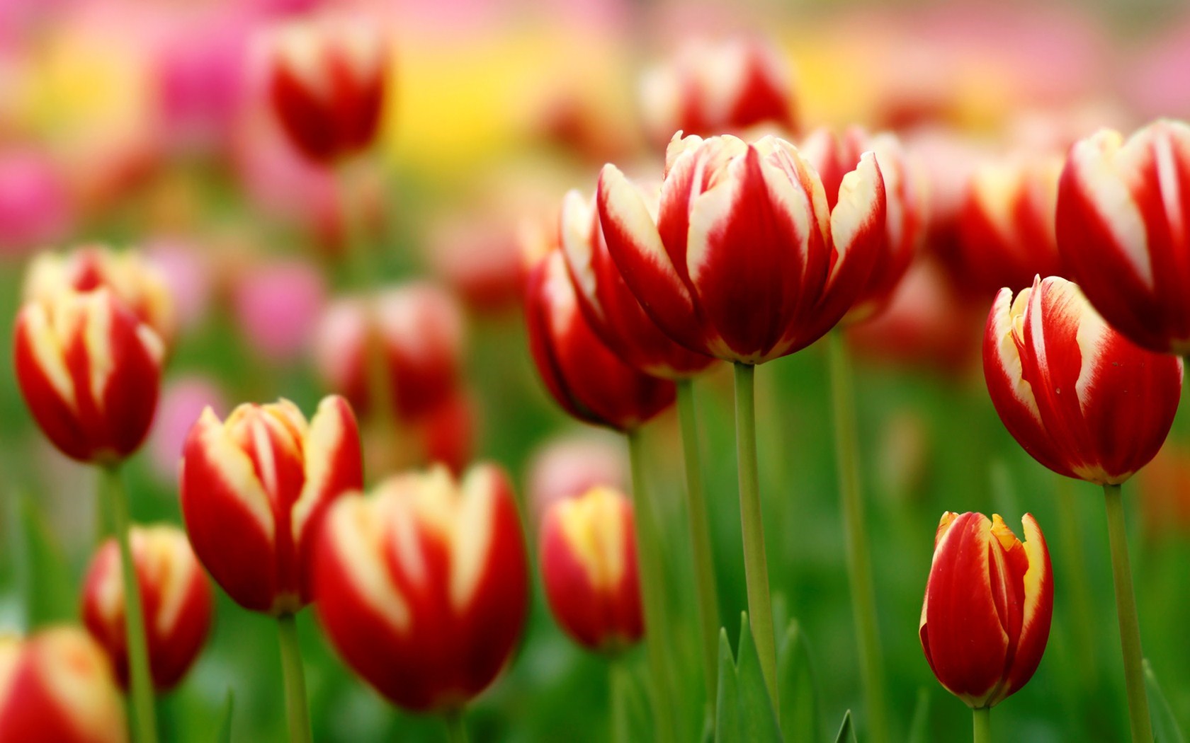 Spring Awesome Flowers Tulips Photo