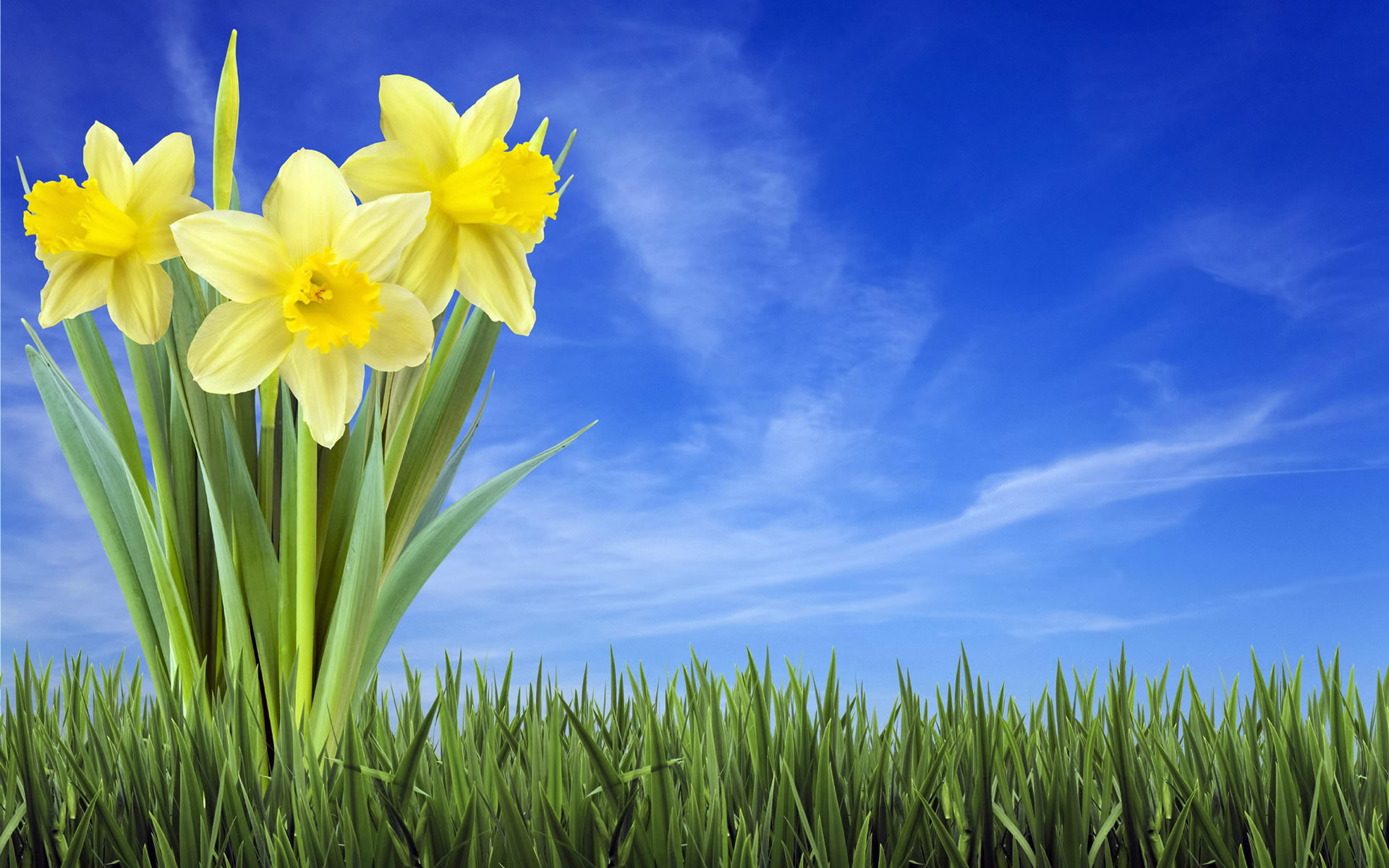 Background Spring Wallpapers Hd Widescreen Wallumi 1920x1200px