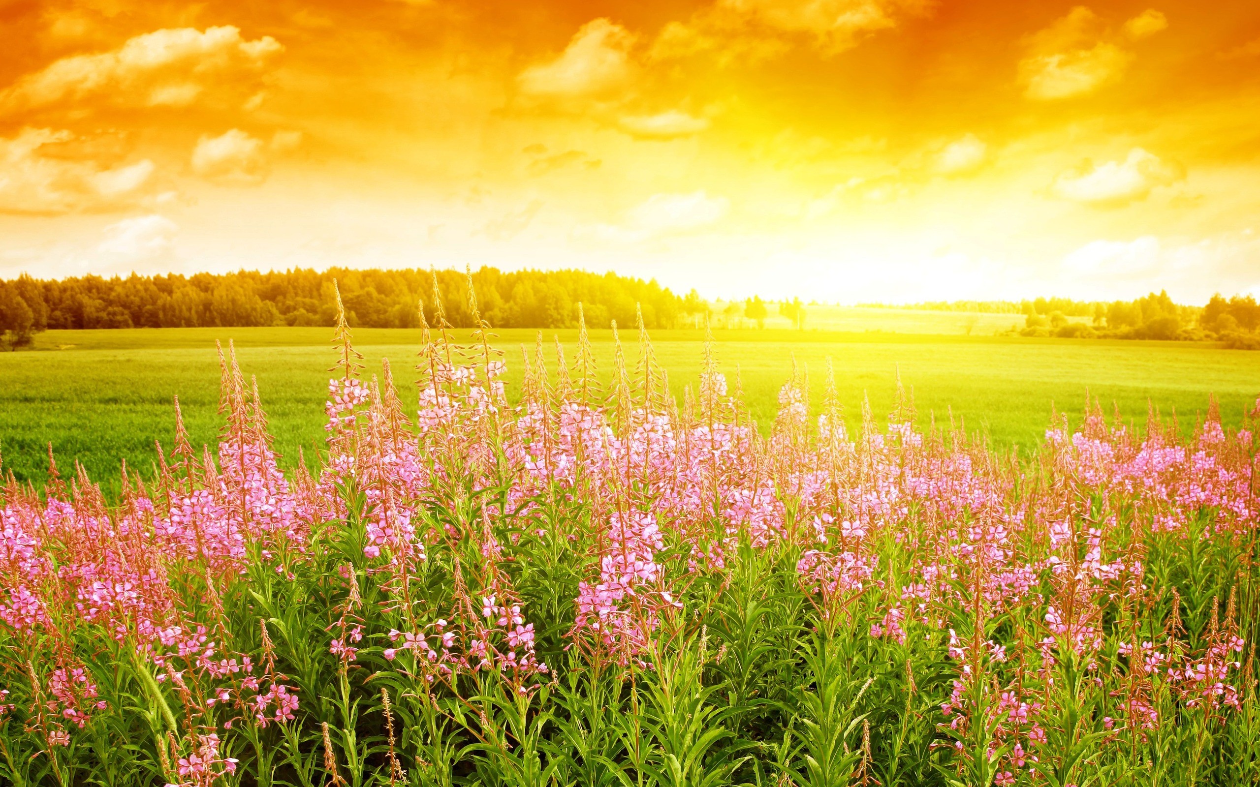 Spring Background HD wallpaper | 2560x1600 | #31820