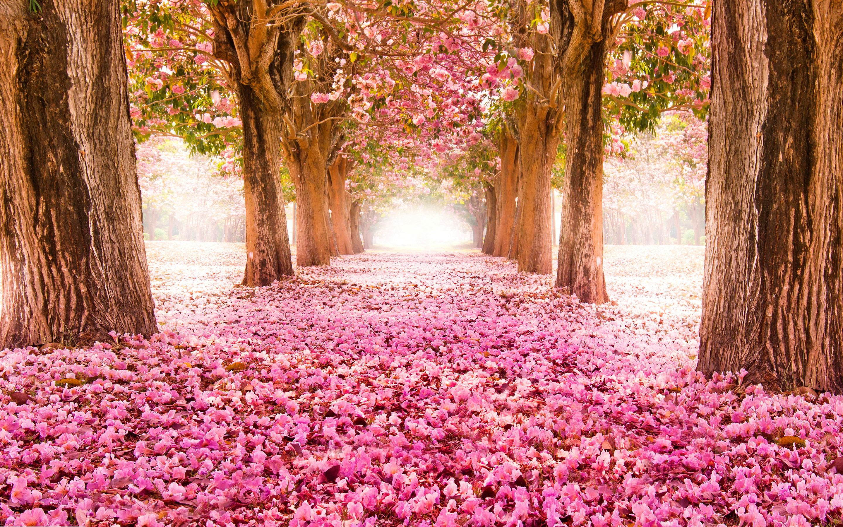 Spring blossom trees alley