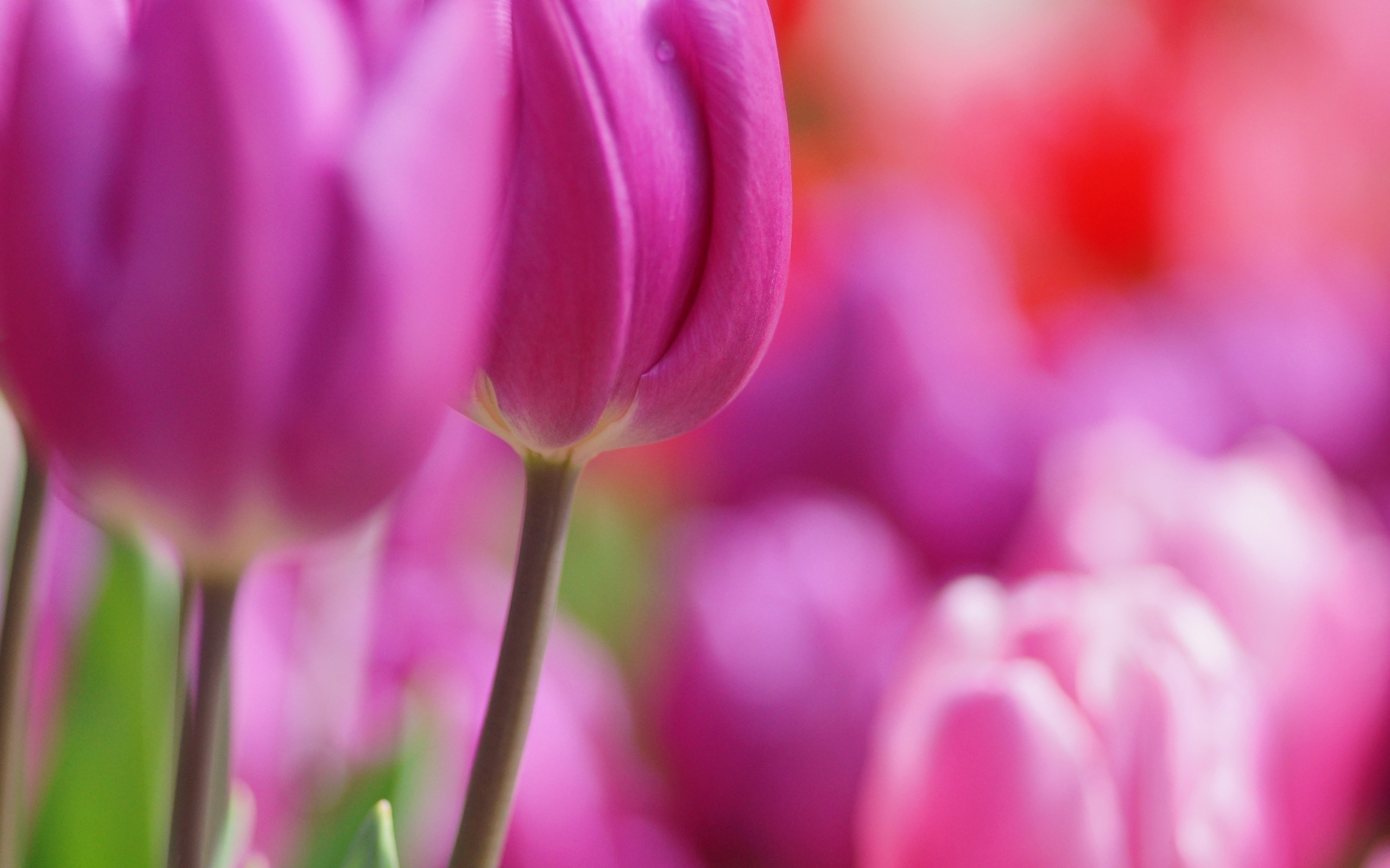 Flowers Tulips Pink Spring