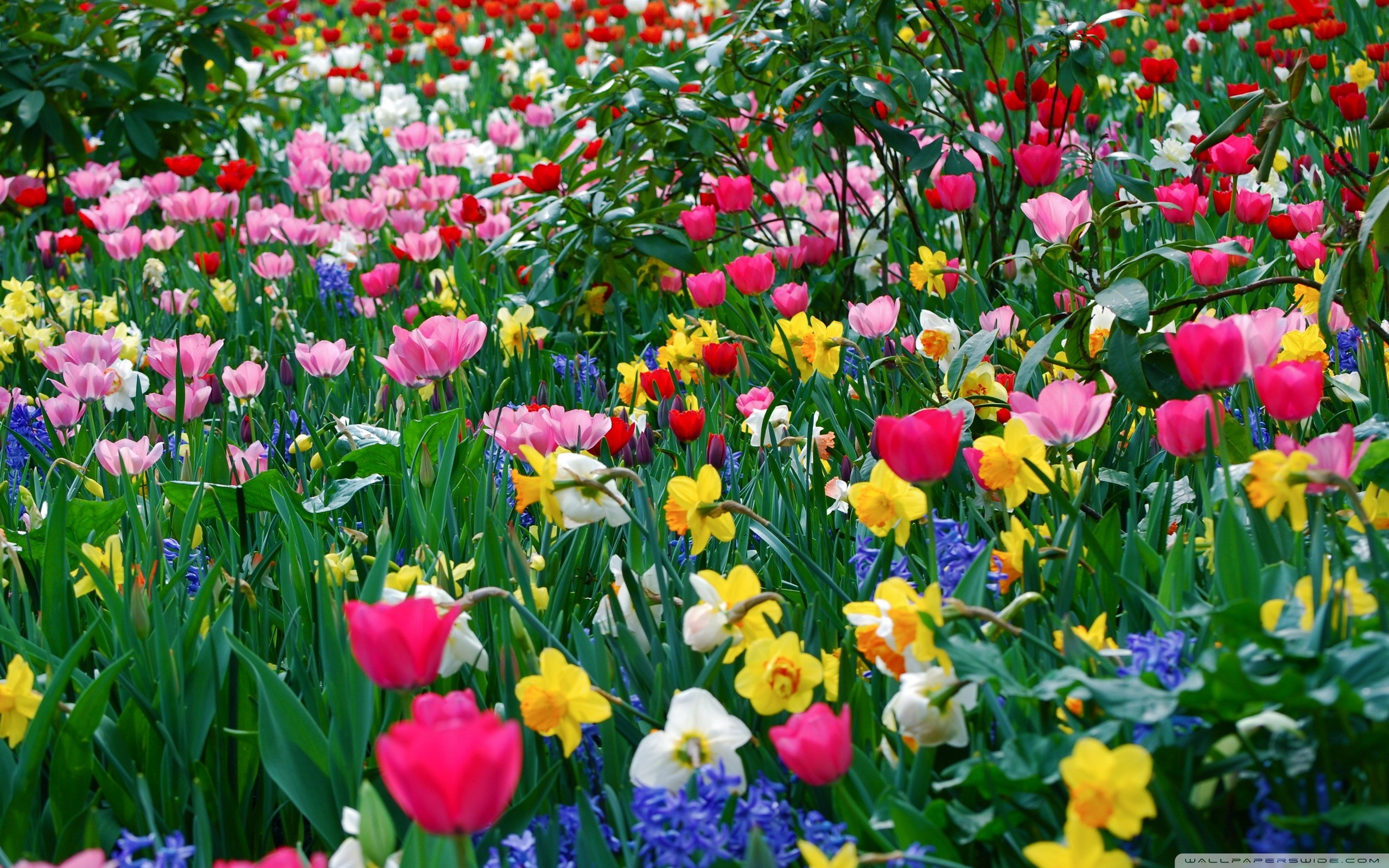 spring-flowers-wallpaperflower-wallpaper-background-hd-desktop-widescreen
