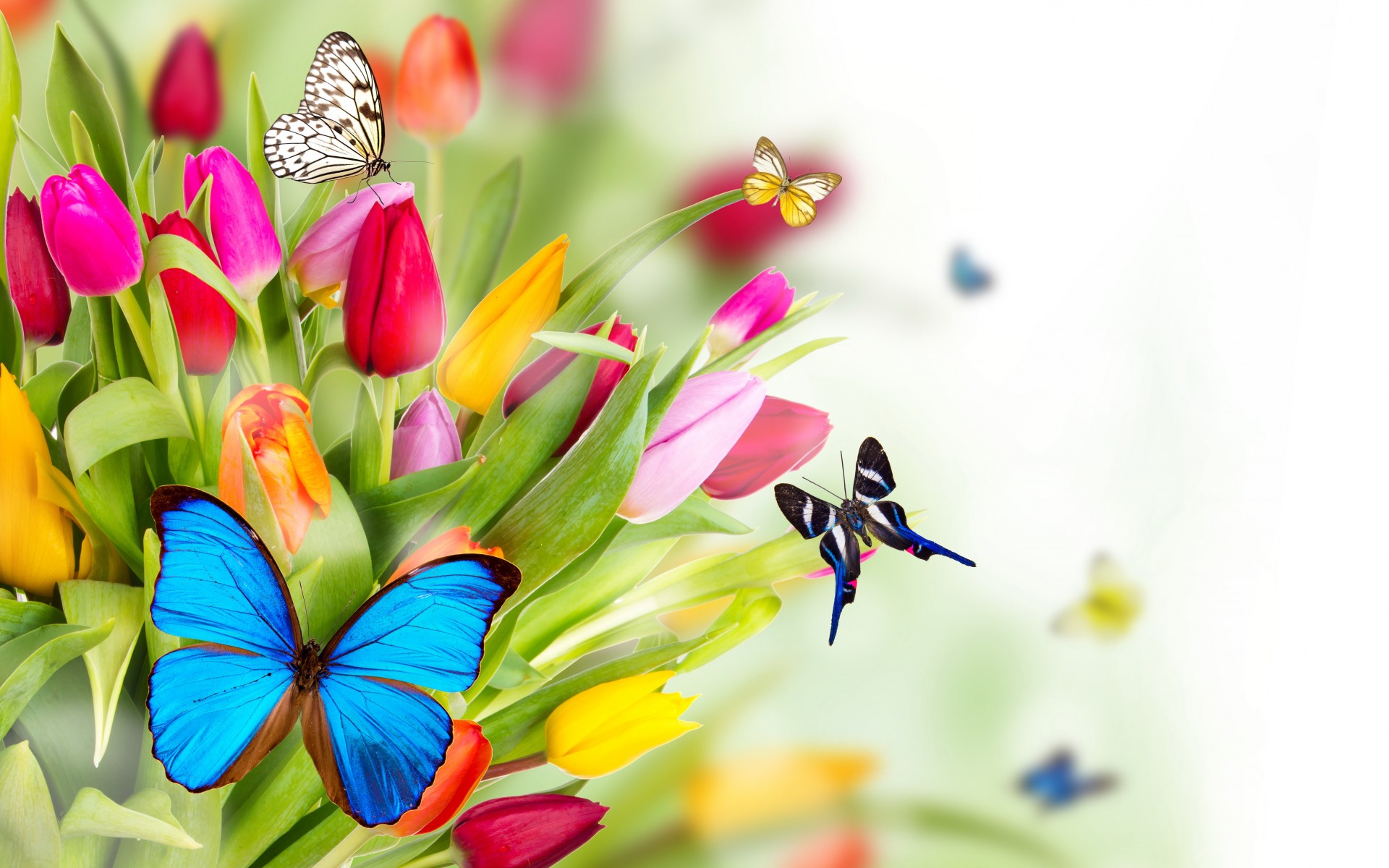Spring Flowers Images 30 HD Wallpapers