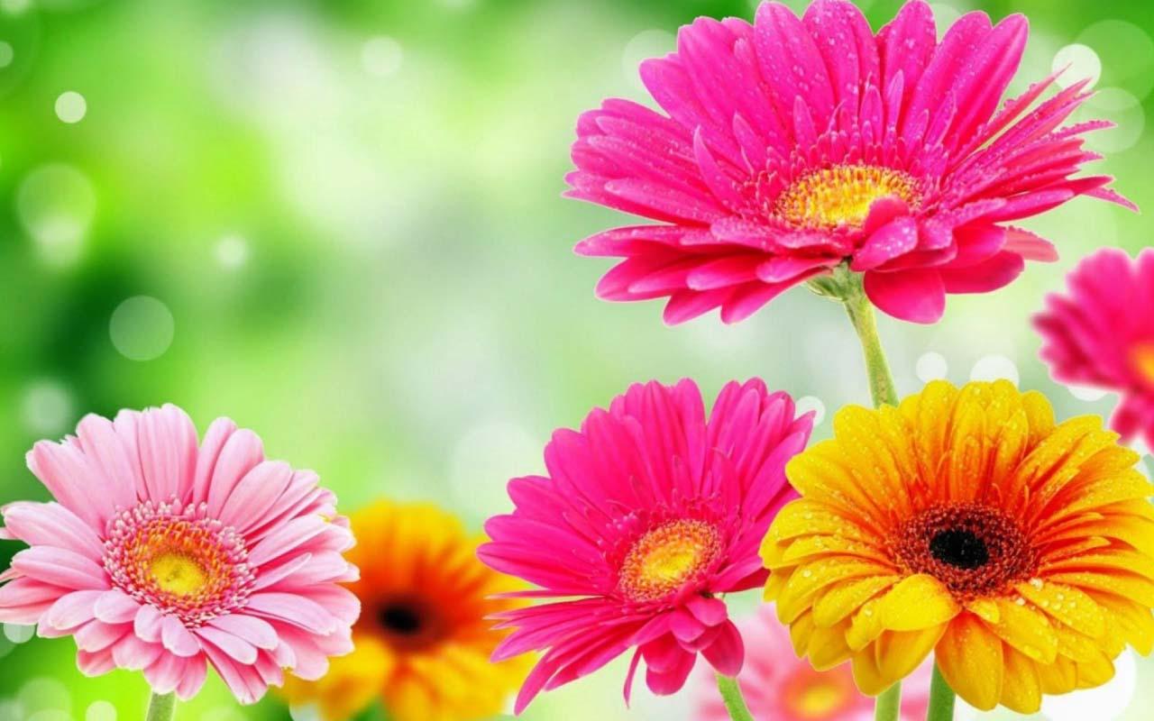 Image for Google Spring Flowers