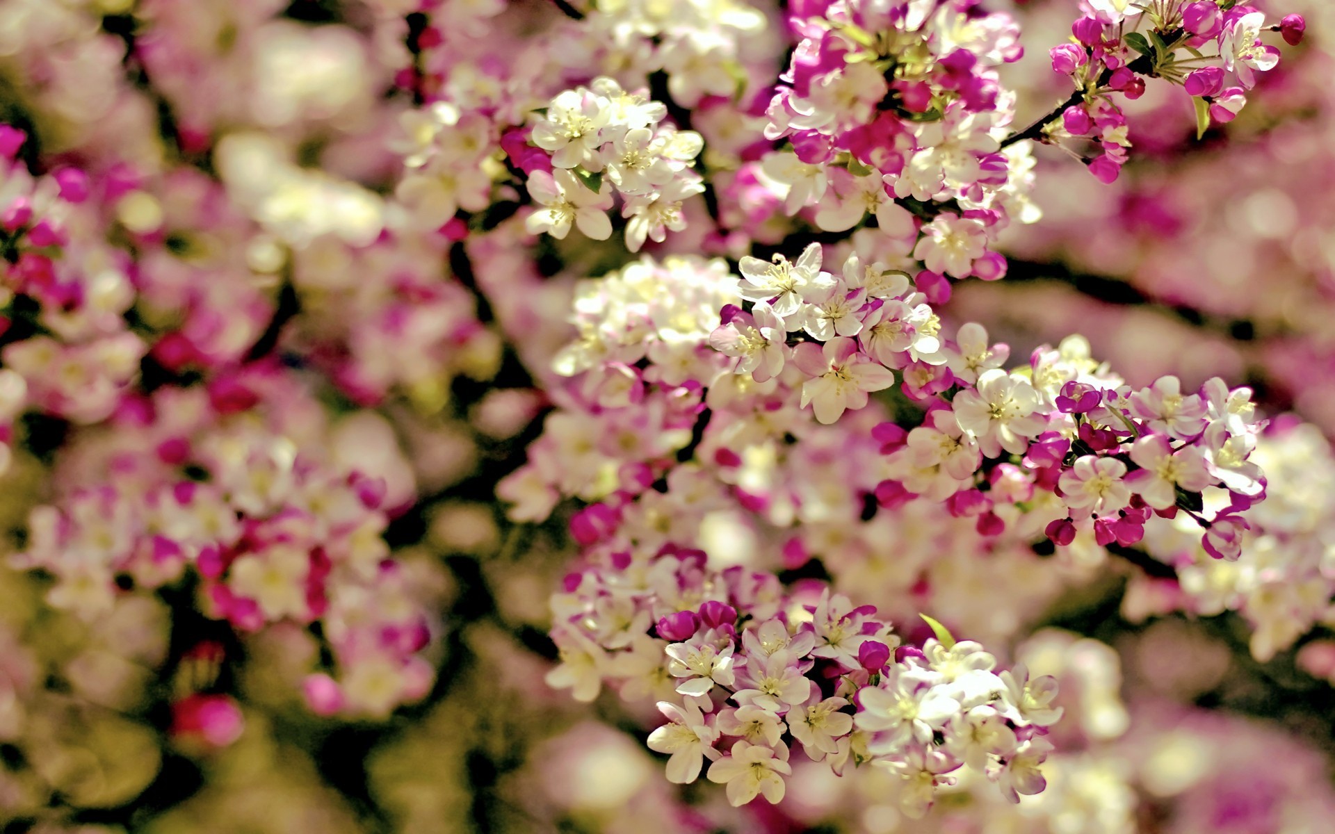 Spring flowers tree
