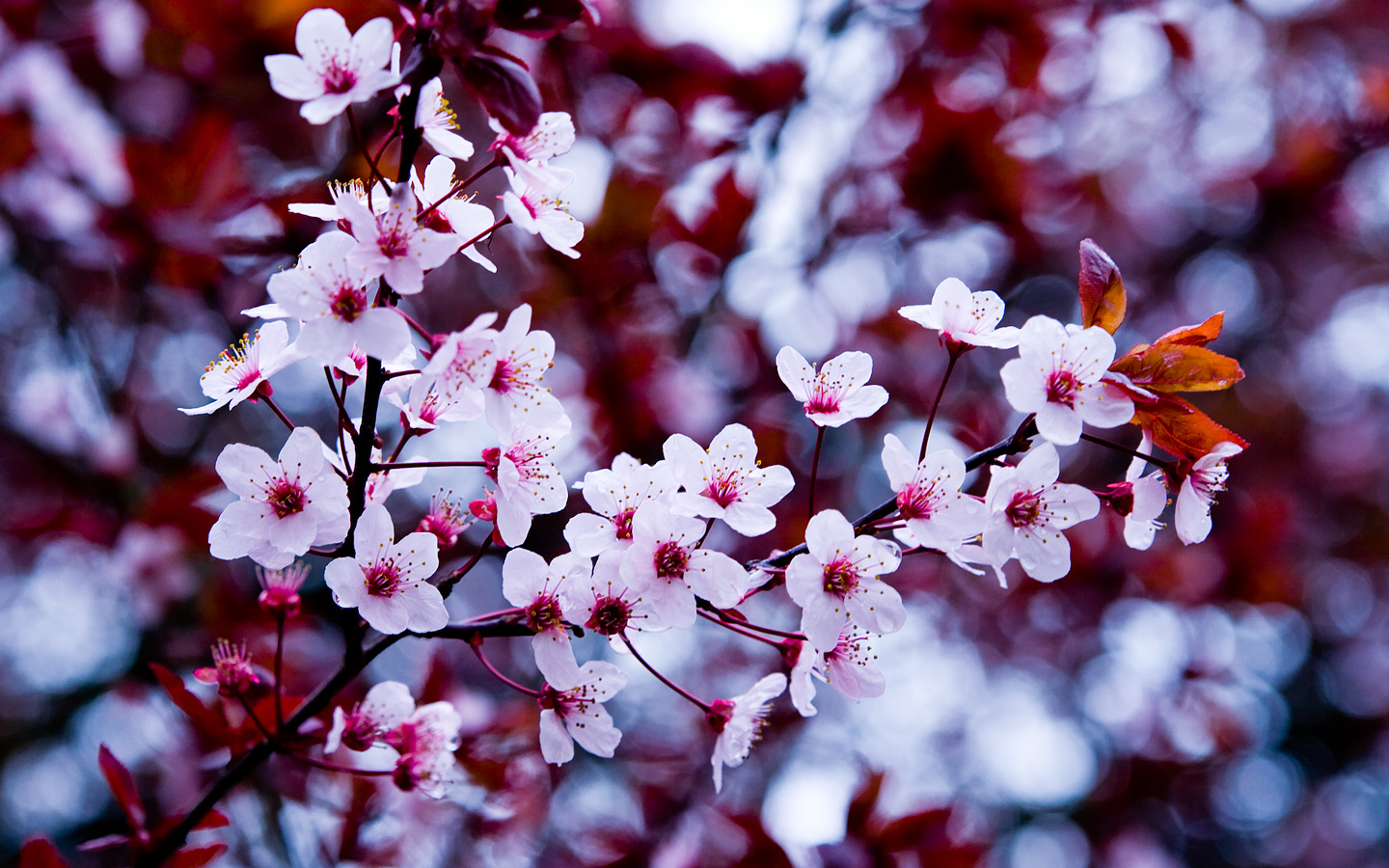 ... Spring Flowers Wallpaper ...