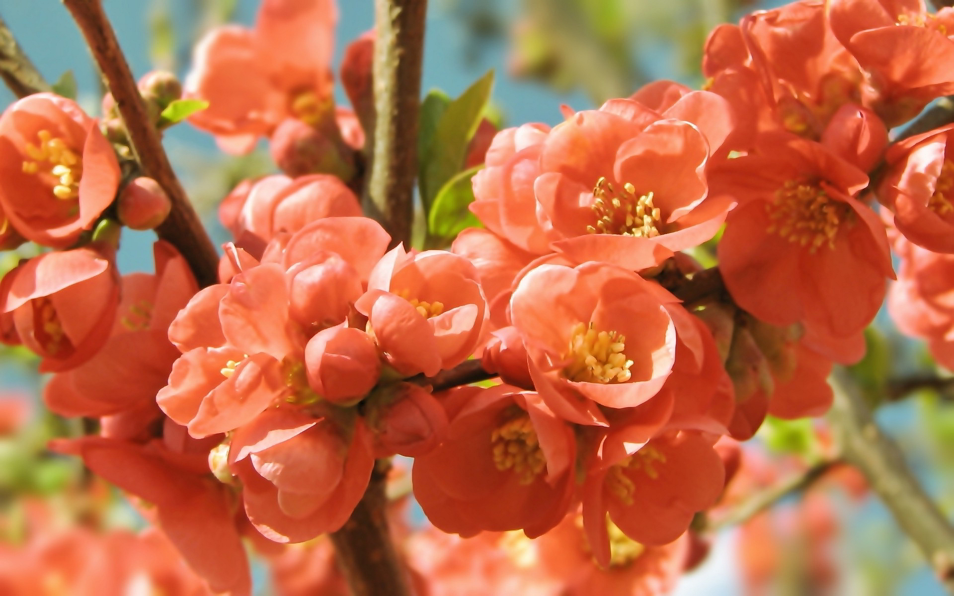 Spring orange blossoms
