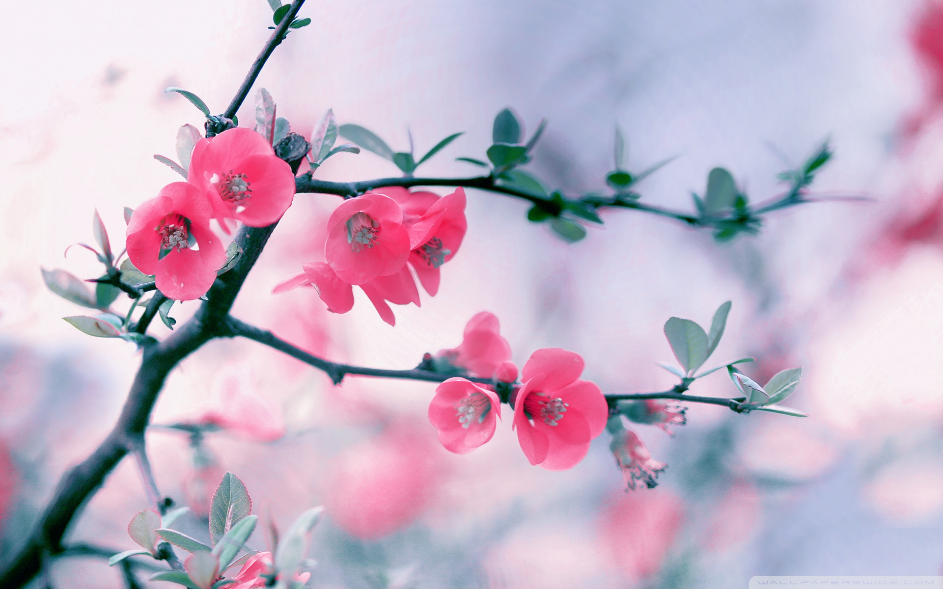 Pink Blossom Flowers Spring Hd Desktop Wallpaper Widescreen 1920x1200px