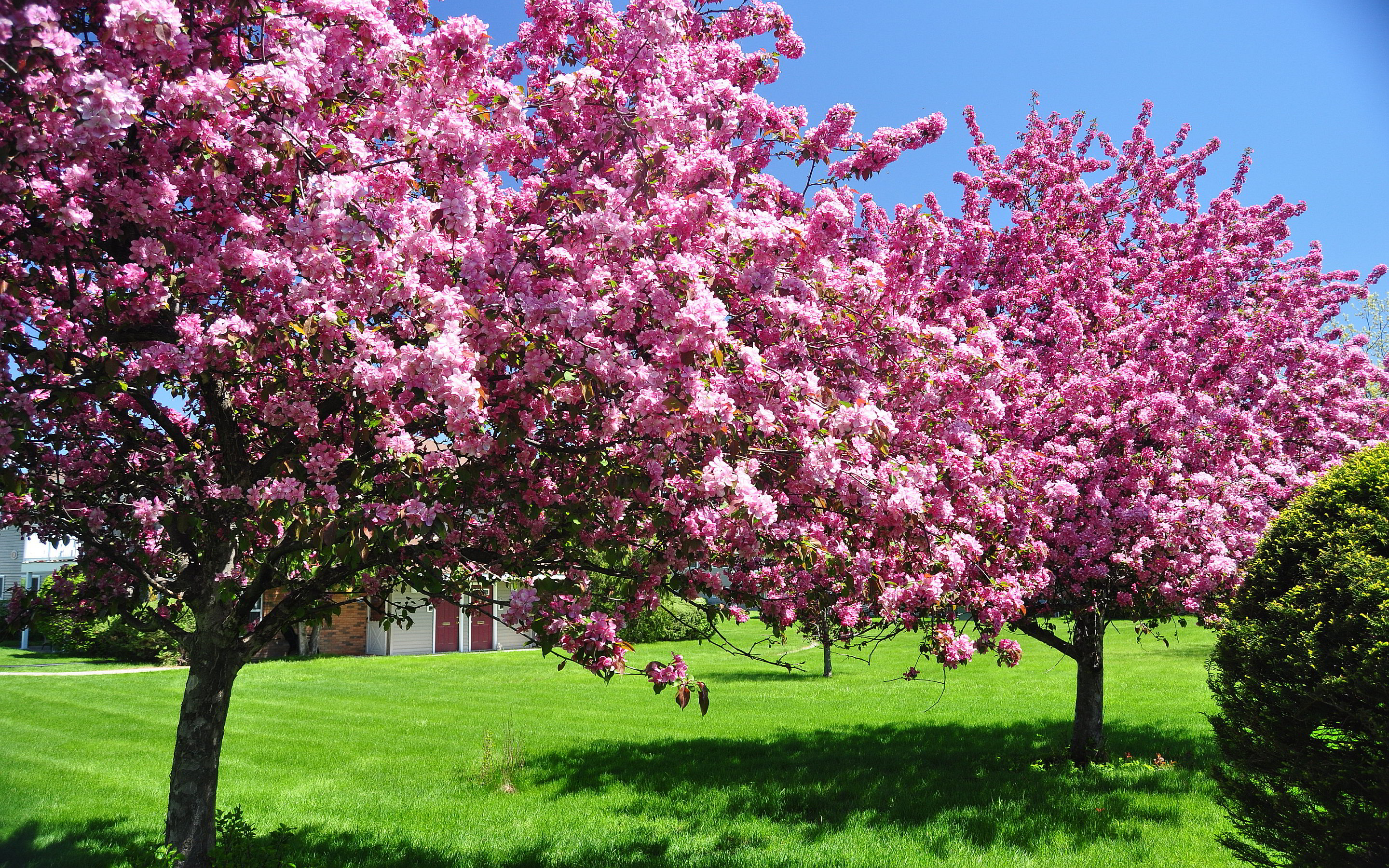 Spring spring pink blossom trees