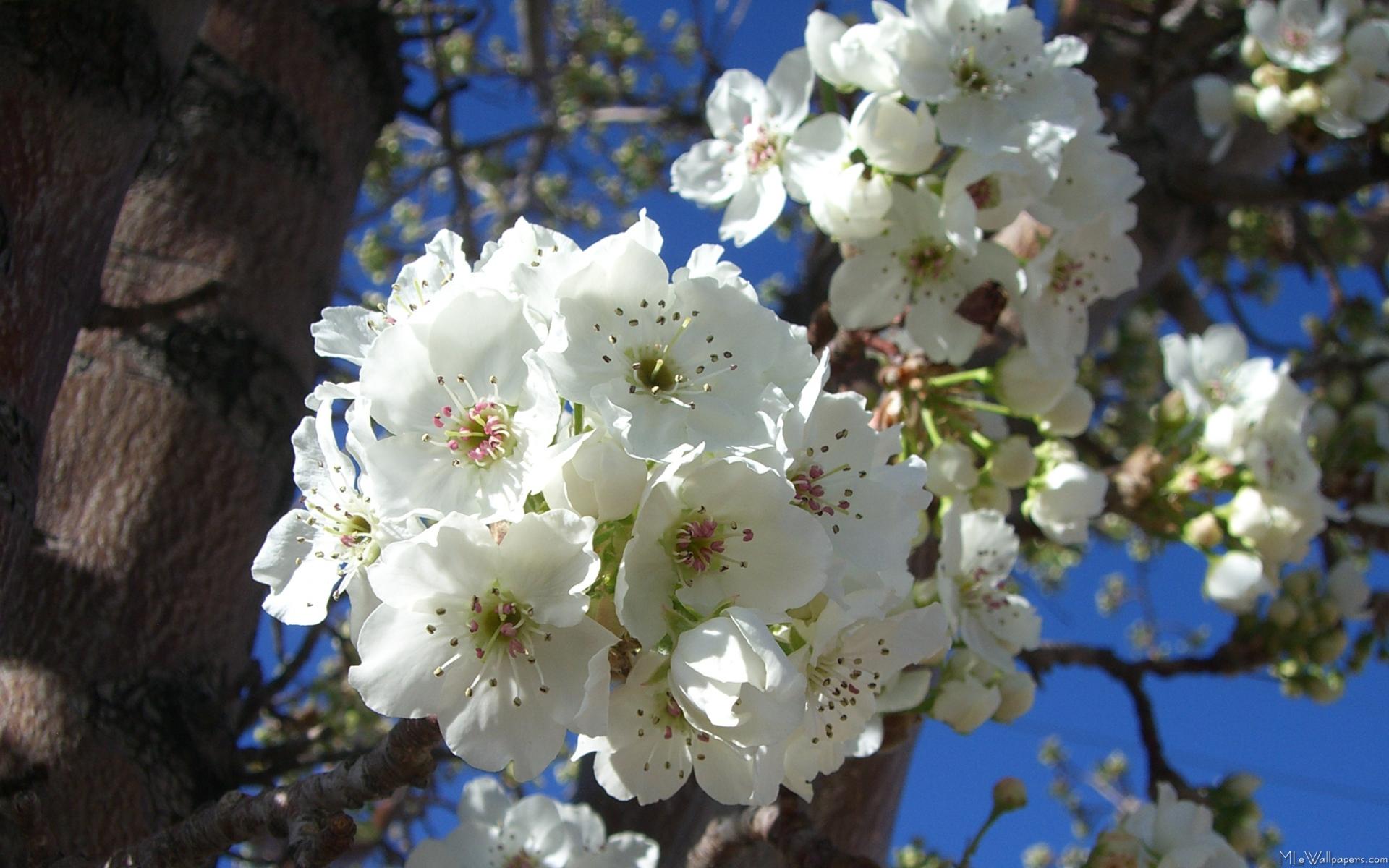 White Blossoms I